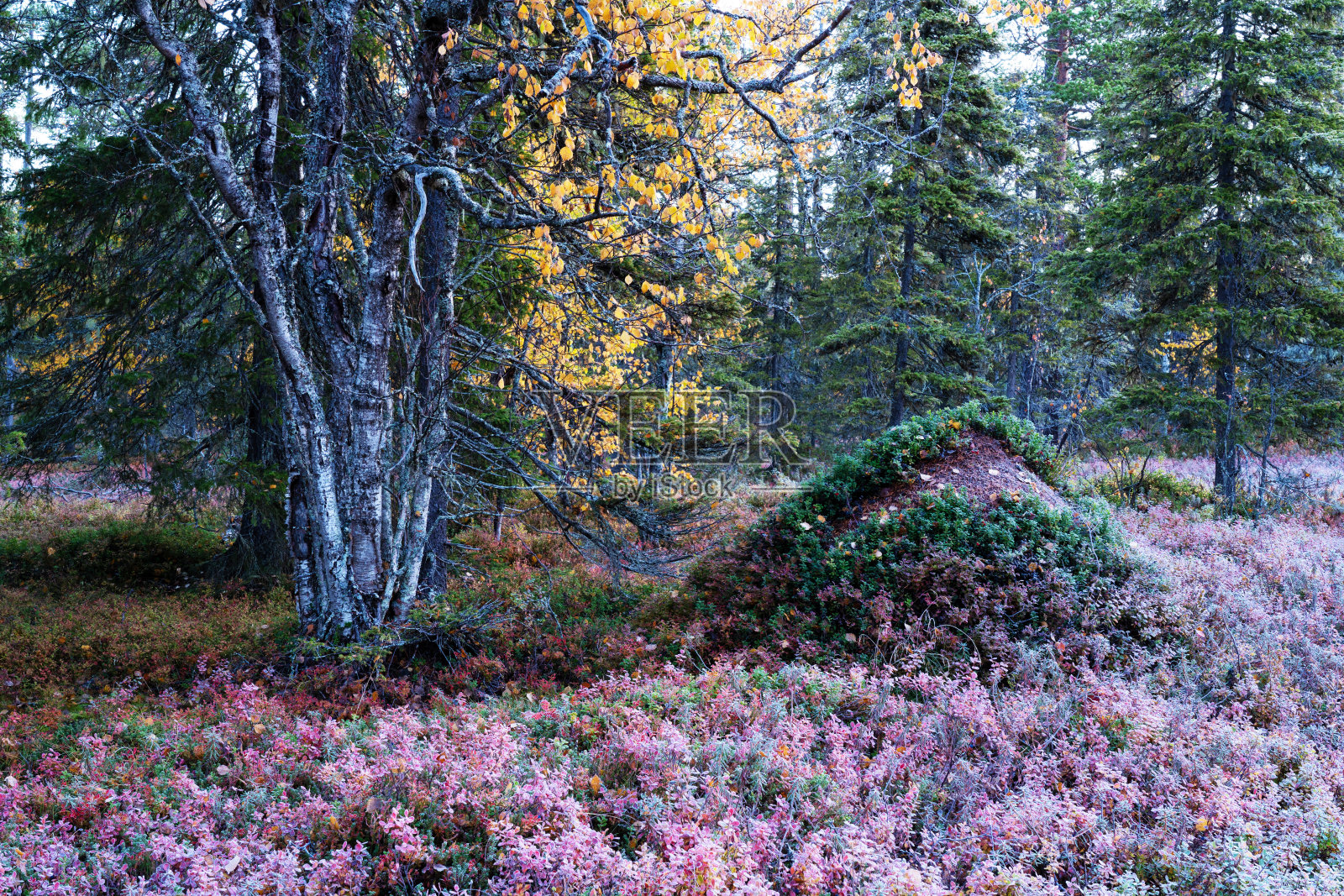 在芬兰萨拉国家公园,一个清脆寒冷的秋日早晨,森林里有蚁丘照片摄影图片