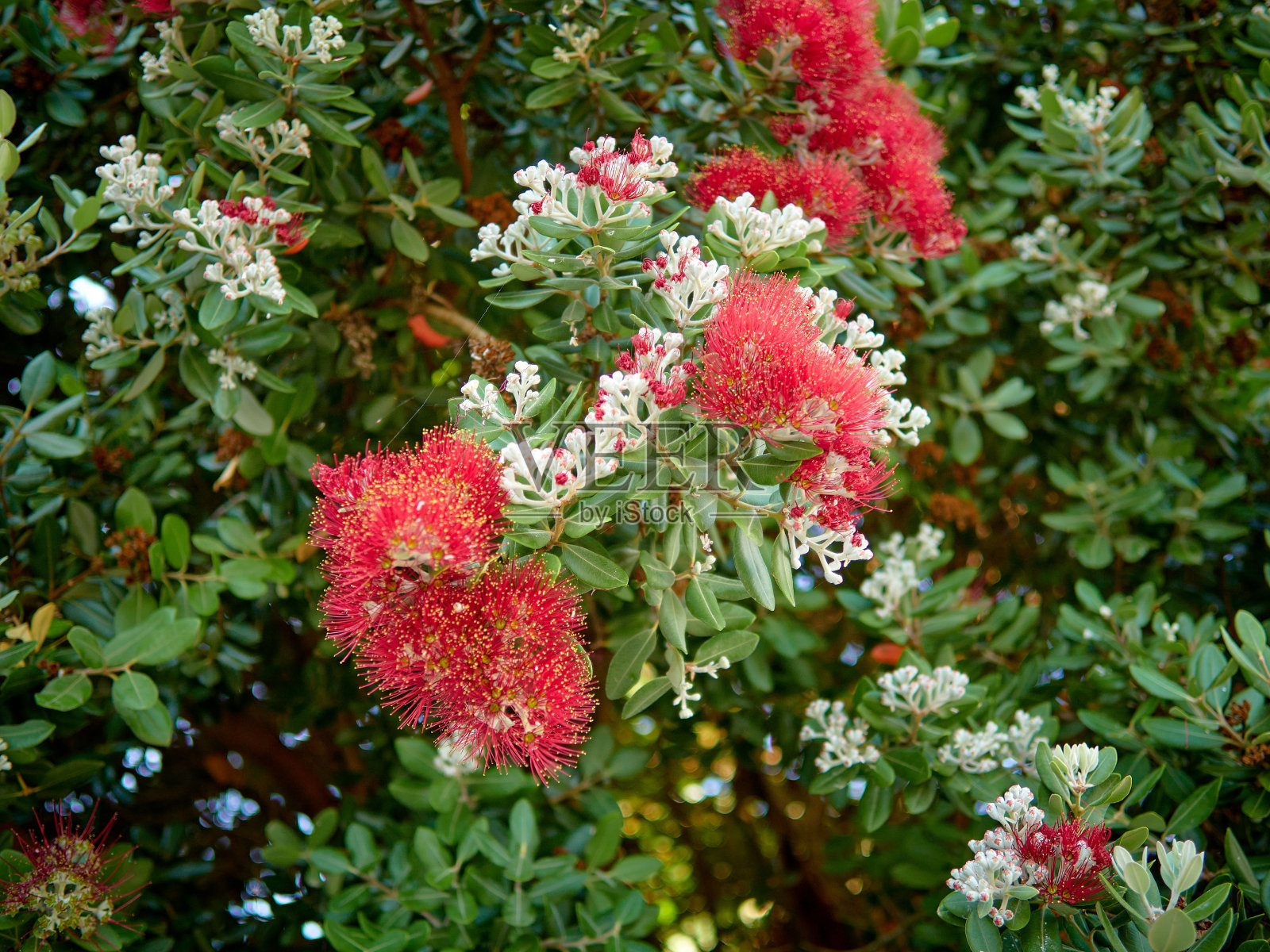 波胡图卡瓦灌木丛被阳光照射的叶子照片摄影图片