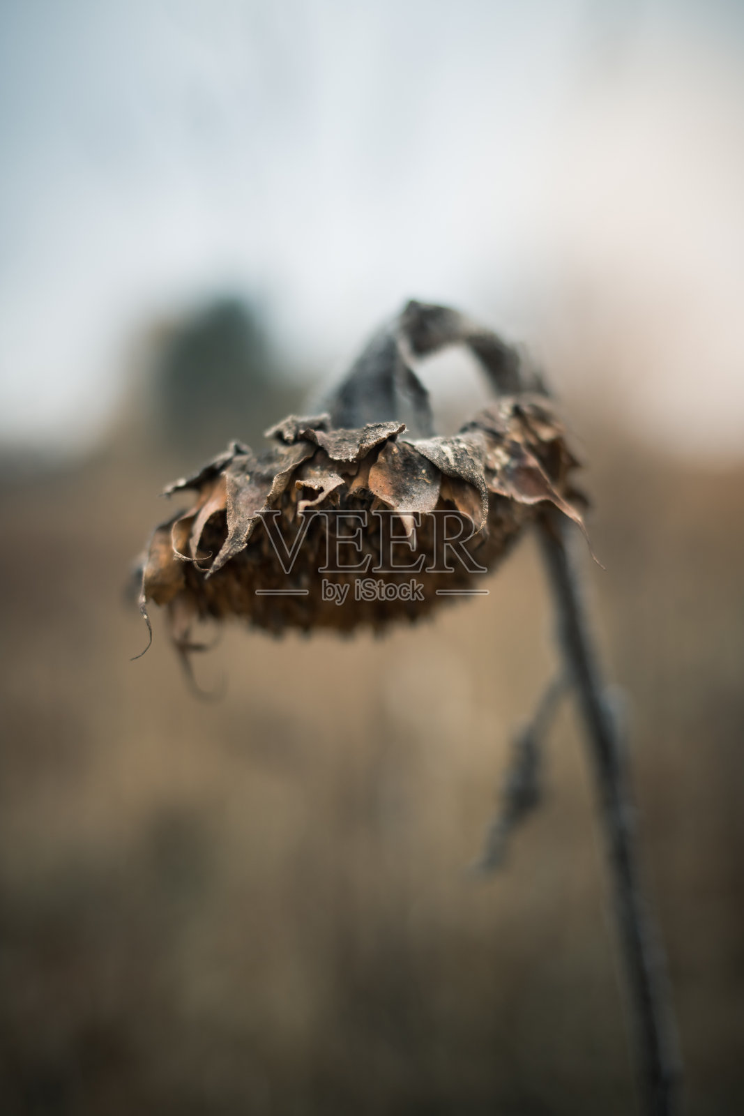 孤零零的死向日葵映衬着阴沉的天空照片摄影图片