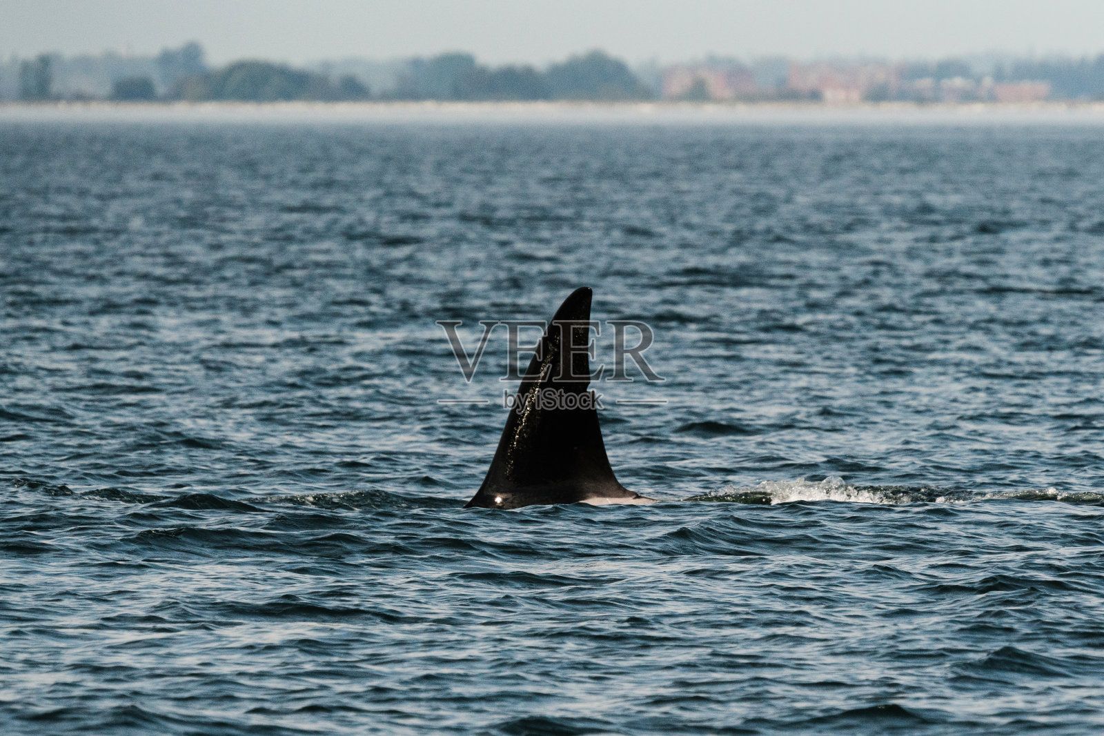 瞬态虎鲸T037A2的背鳍特写照片摄影图片