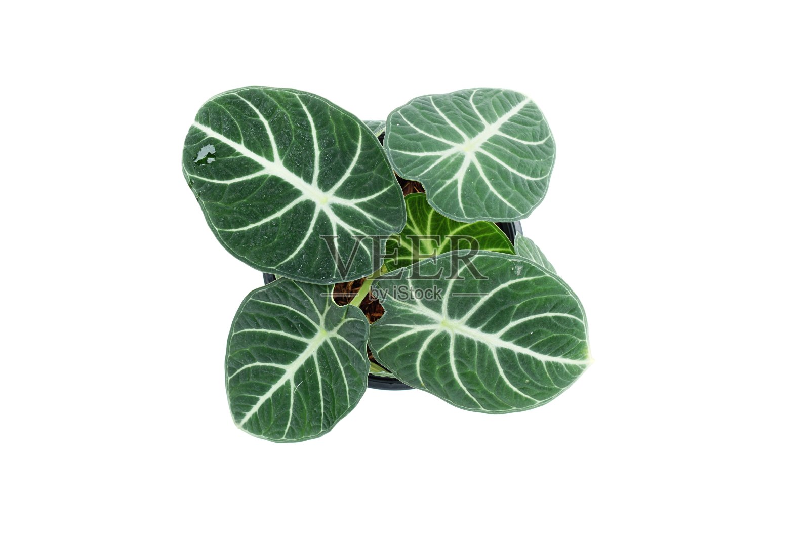 白色背景上孤立的温室植物照片摄影图片