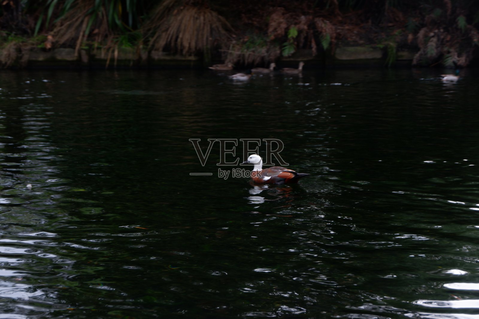漂亮的鸭子照片摄影图片