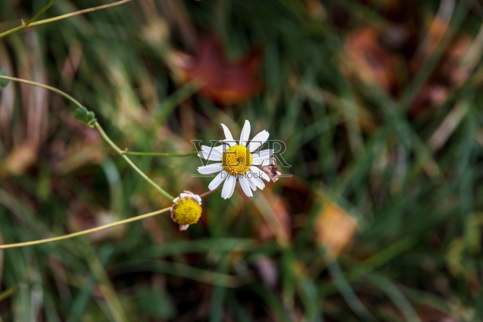 白色的洋甘菊,绿色的背景。照片摄影图片
