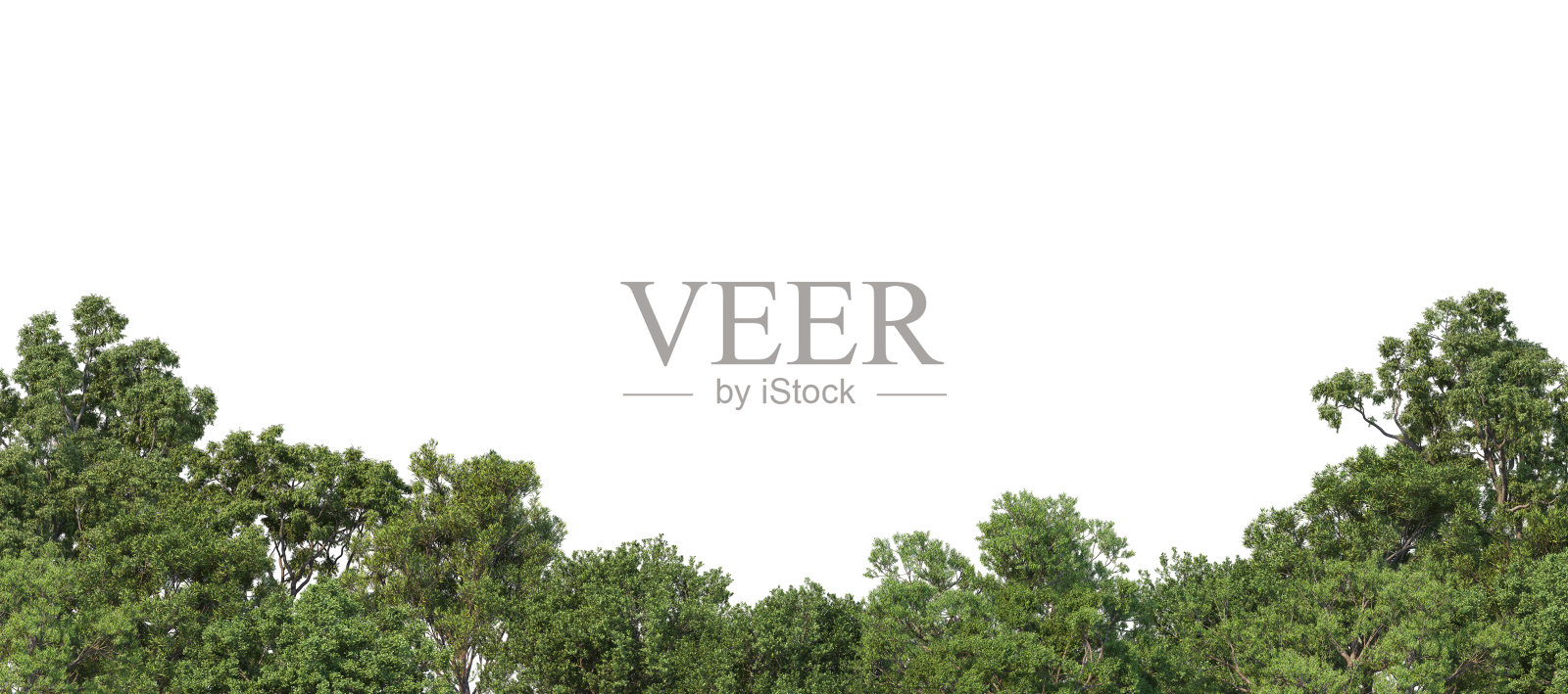 三维渲染森林前景在白色背景照片摄影图片