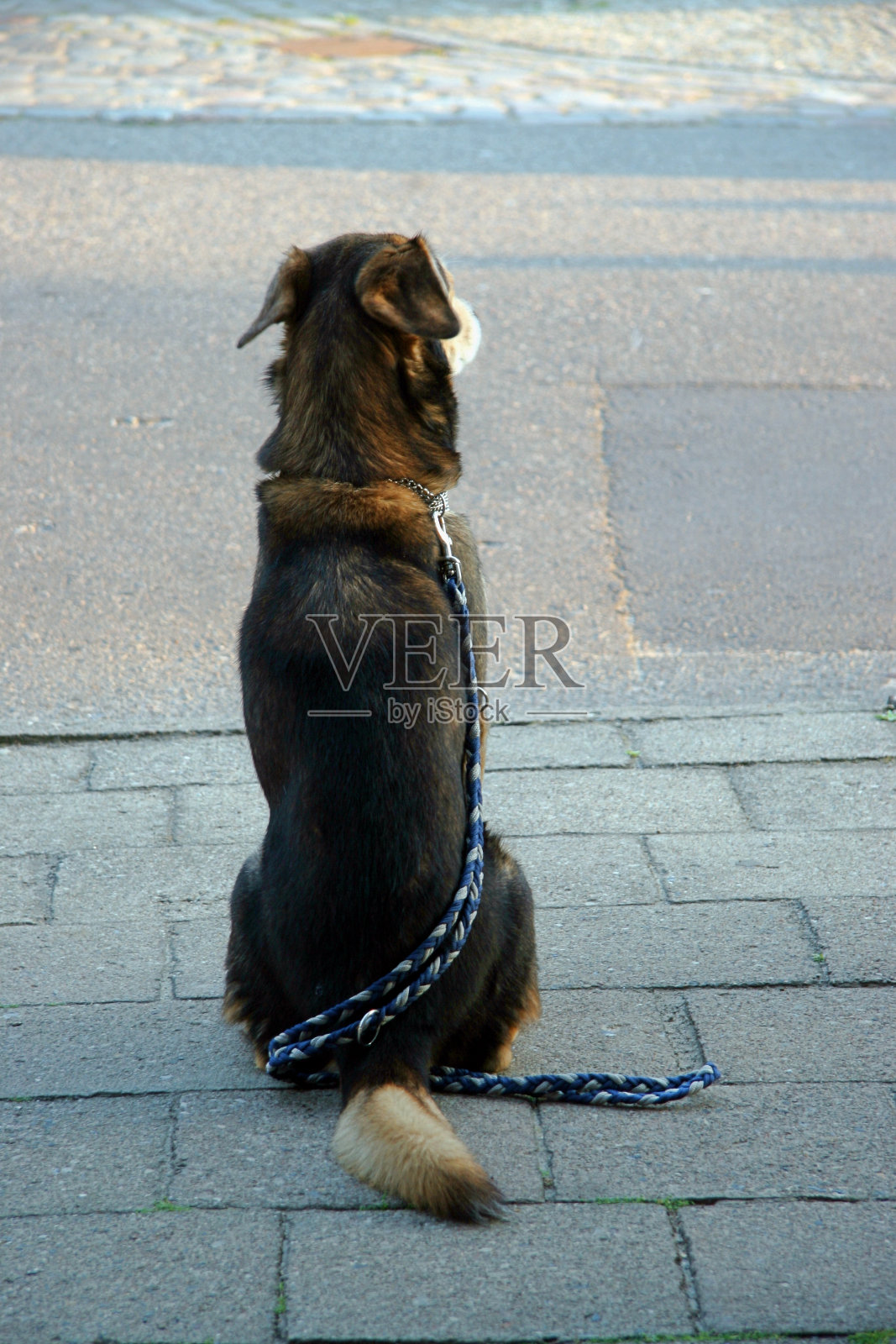 狗等着什么事情发生照片摄影图片