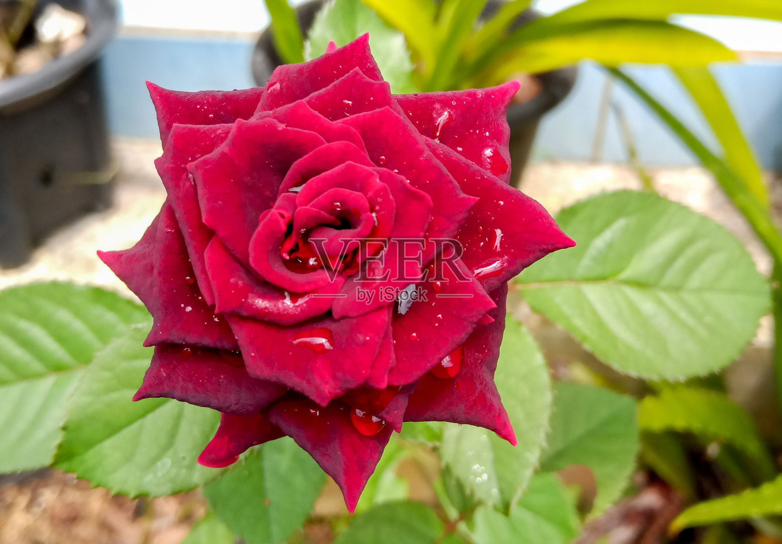 红玫瑰照片摄影图片