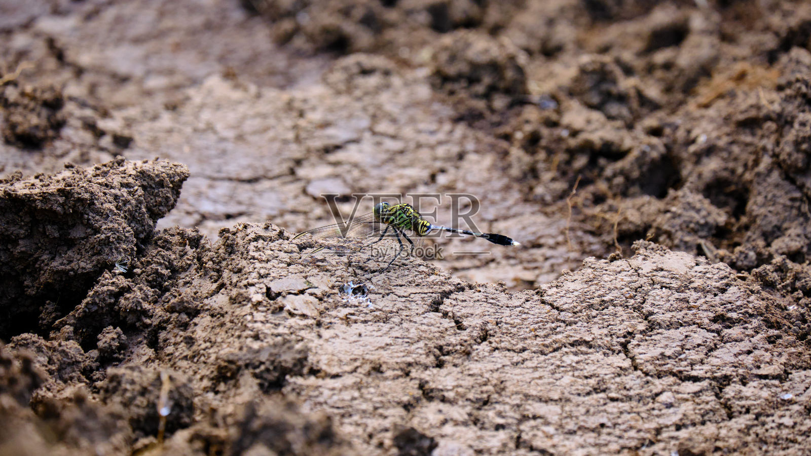 一只绿色蜻蜓的特写照片摄影图片