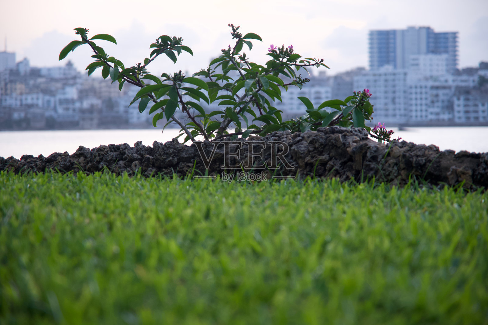 珊瑚墙上的叶子植物特写,沿着海滩和景深背景的城市天际线。照片摄影图片