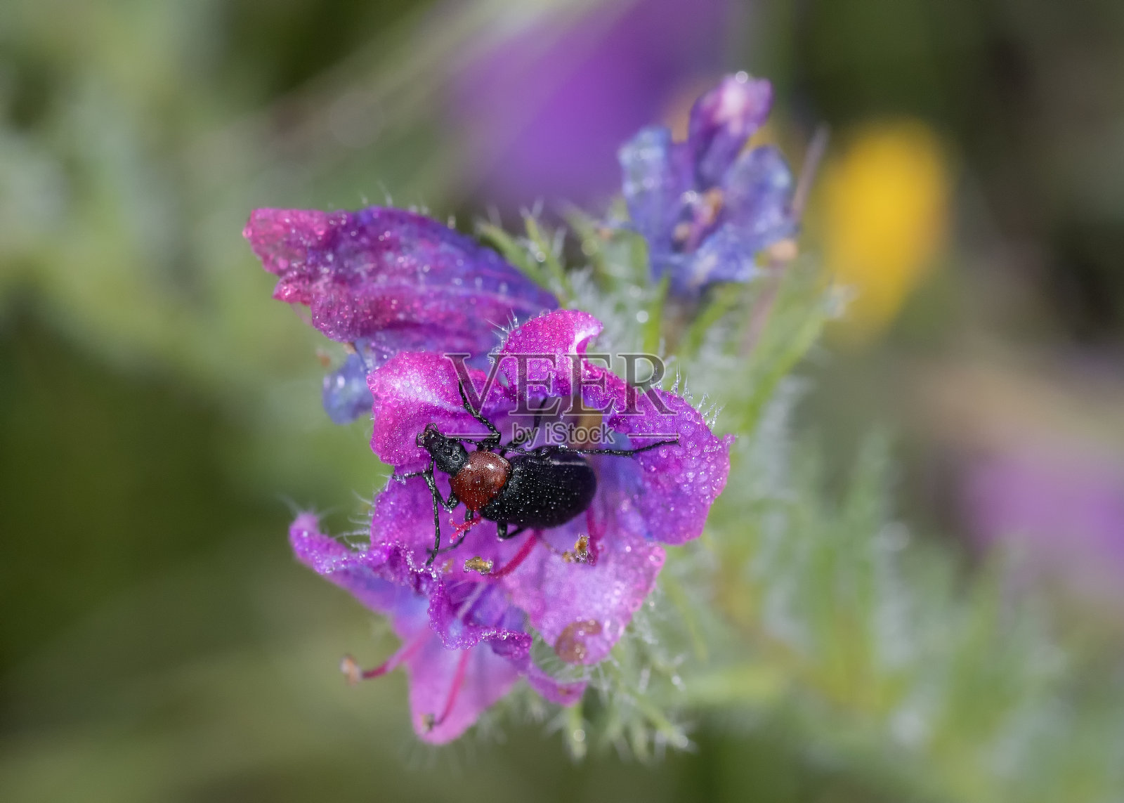 太阳金牛座照片摄影图片