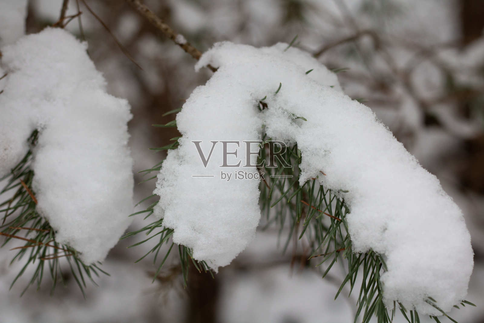 拍树枝上的雪照片摄影图片
