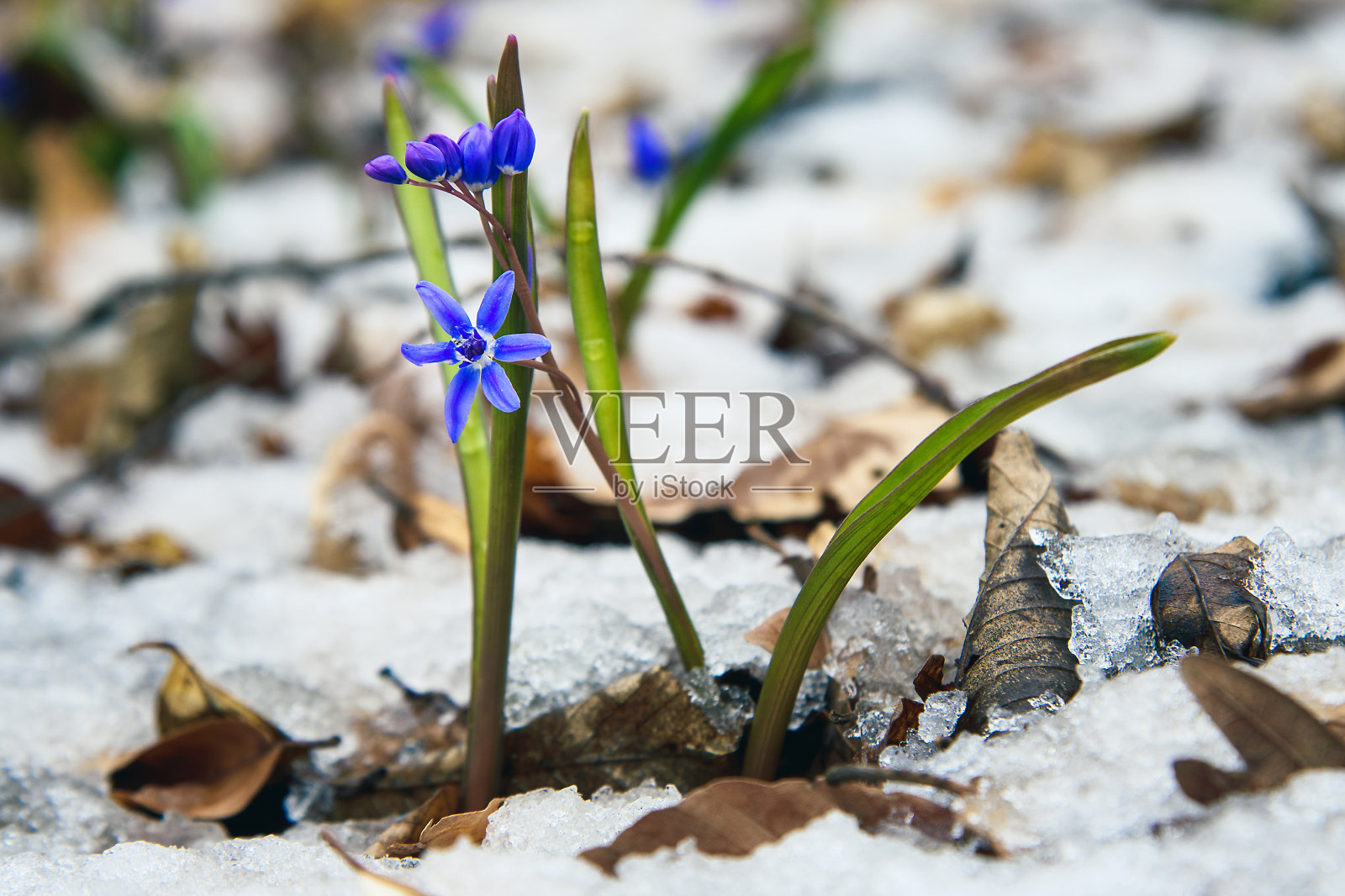 初春花为双歧栗、高山蓟或双叶蓟,在春季雪中开花。照片摄影图片