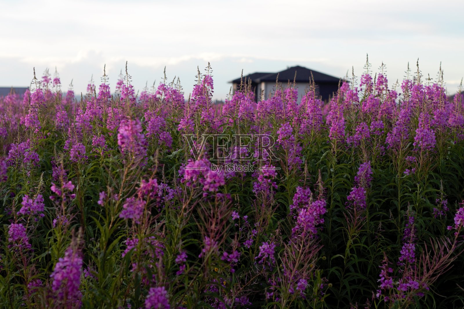 孤独的房子在紫花的田野里照片摄影图片