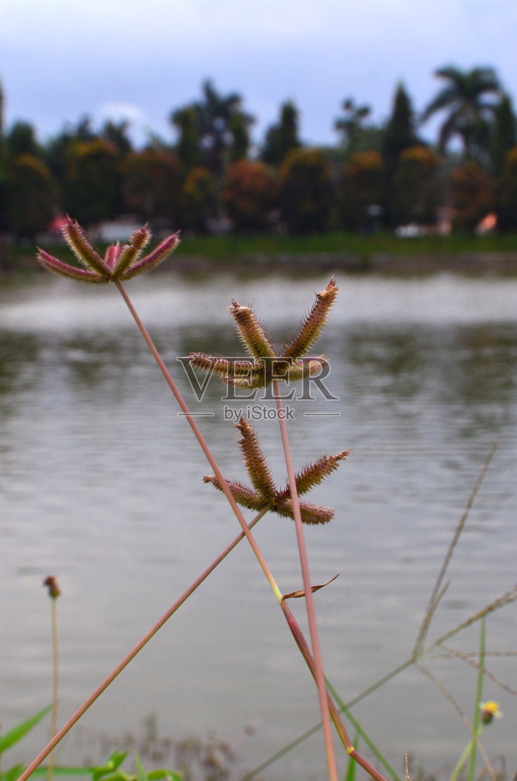 埃及趾�照片摄影图片