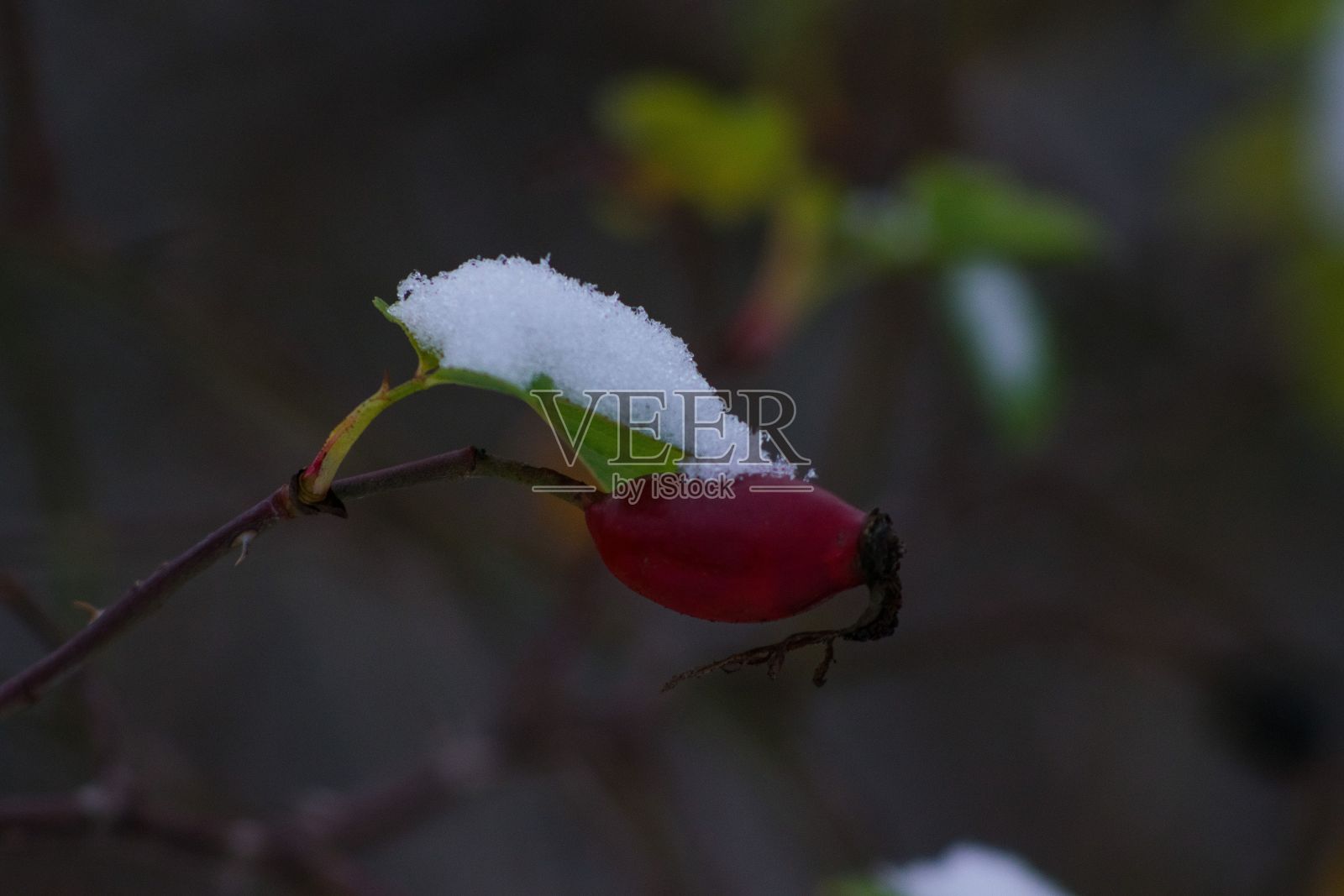 树叶上霜的特写镜头照片摄影图片