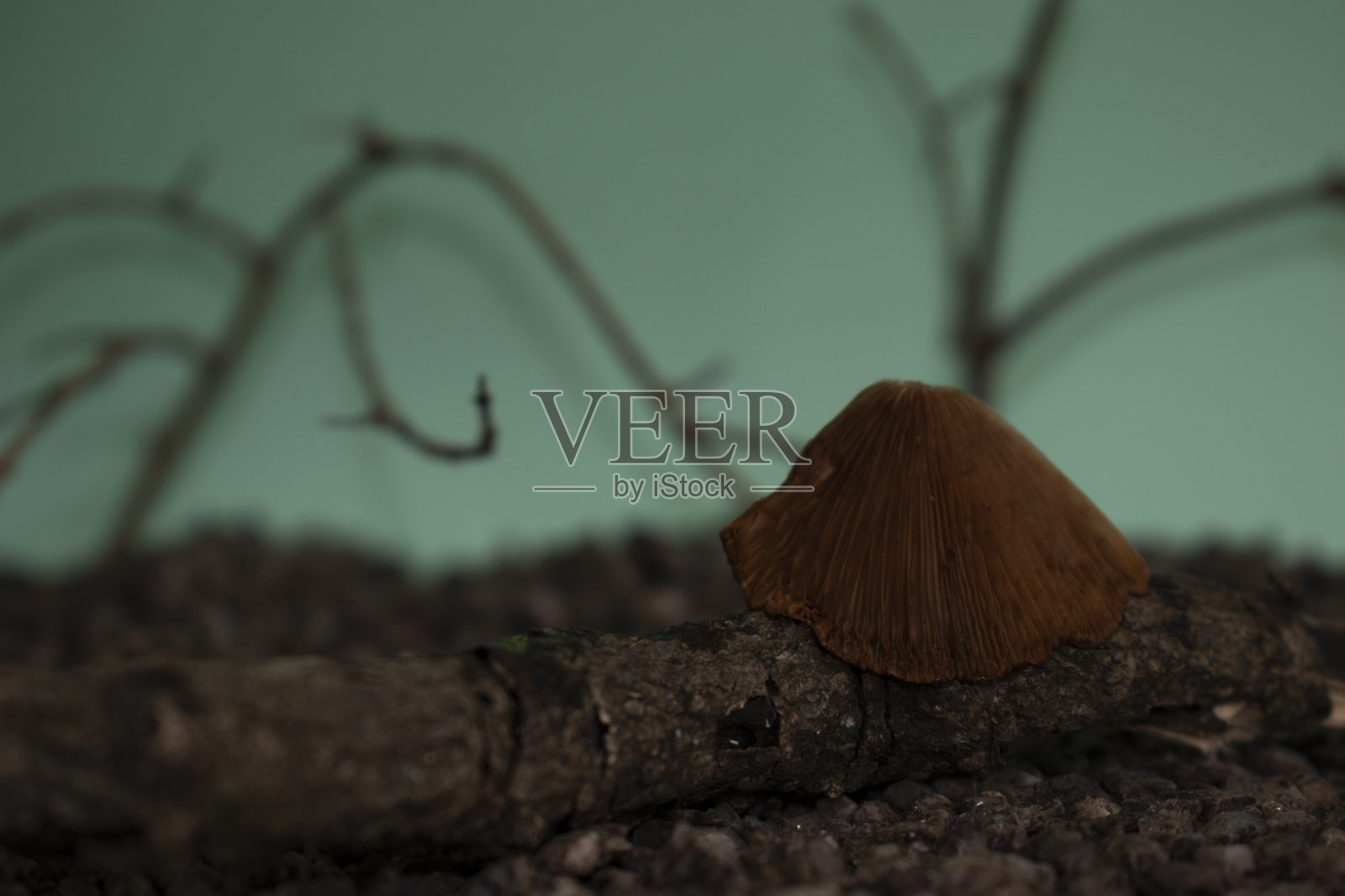 一个微型世界照片摄影图片