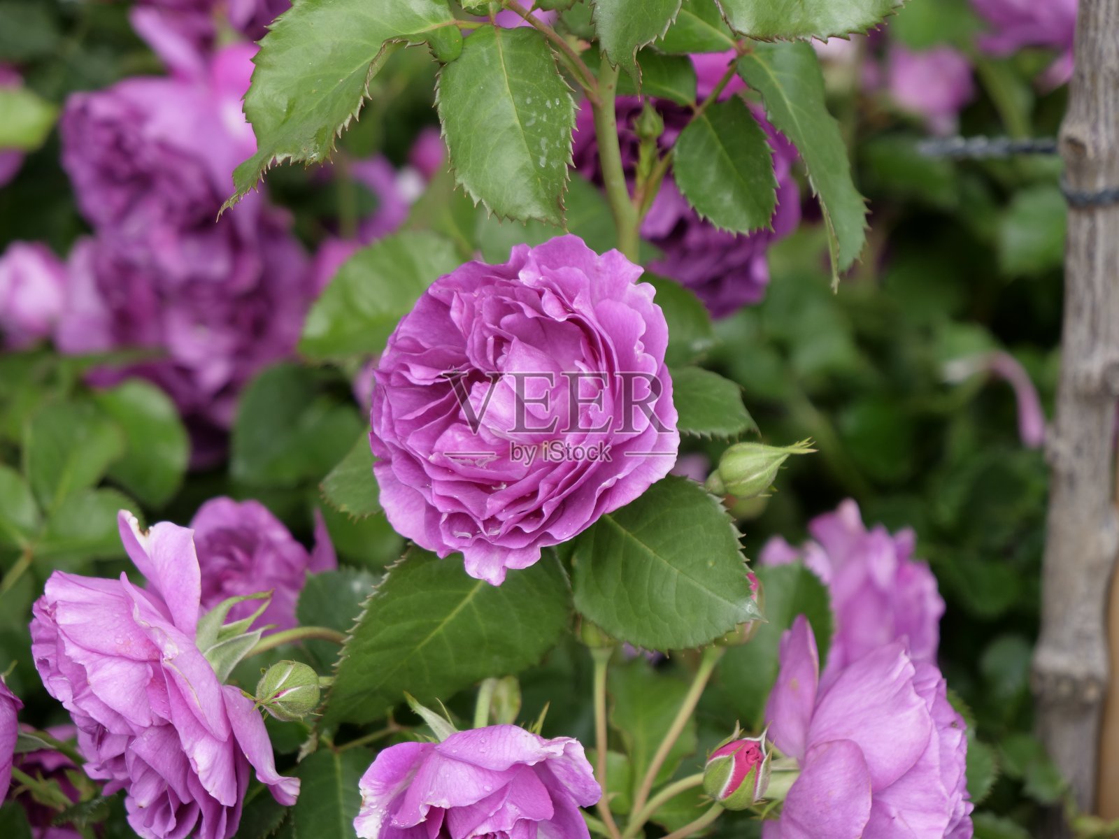 玫瑰密涅瓦照片摄影图片