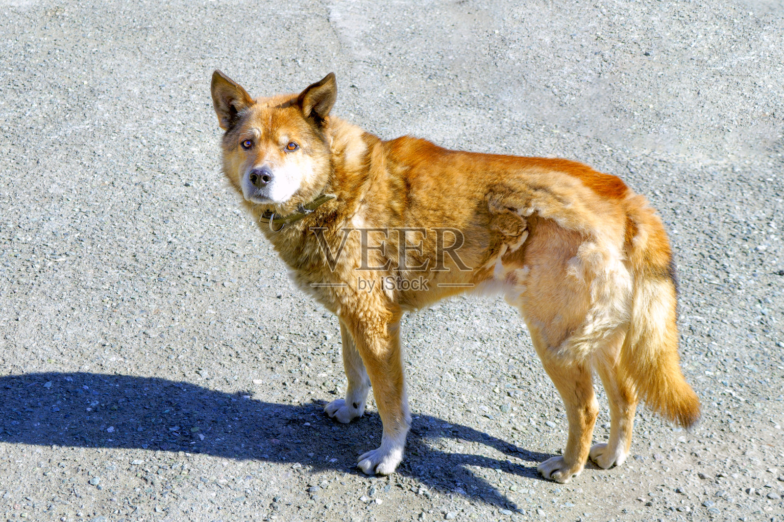 肖像脱落的红色杂种狗在项圈看着相机。照片摄影图片