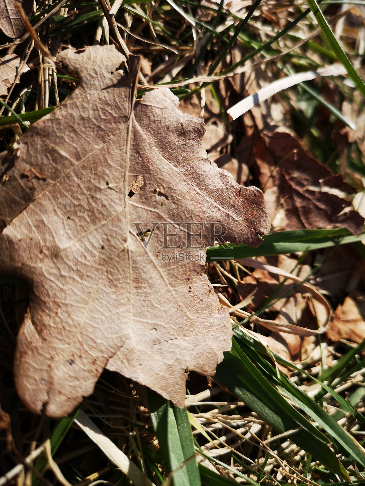 一辈子都在伤疤里。照片摄影图片