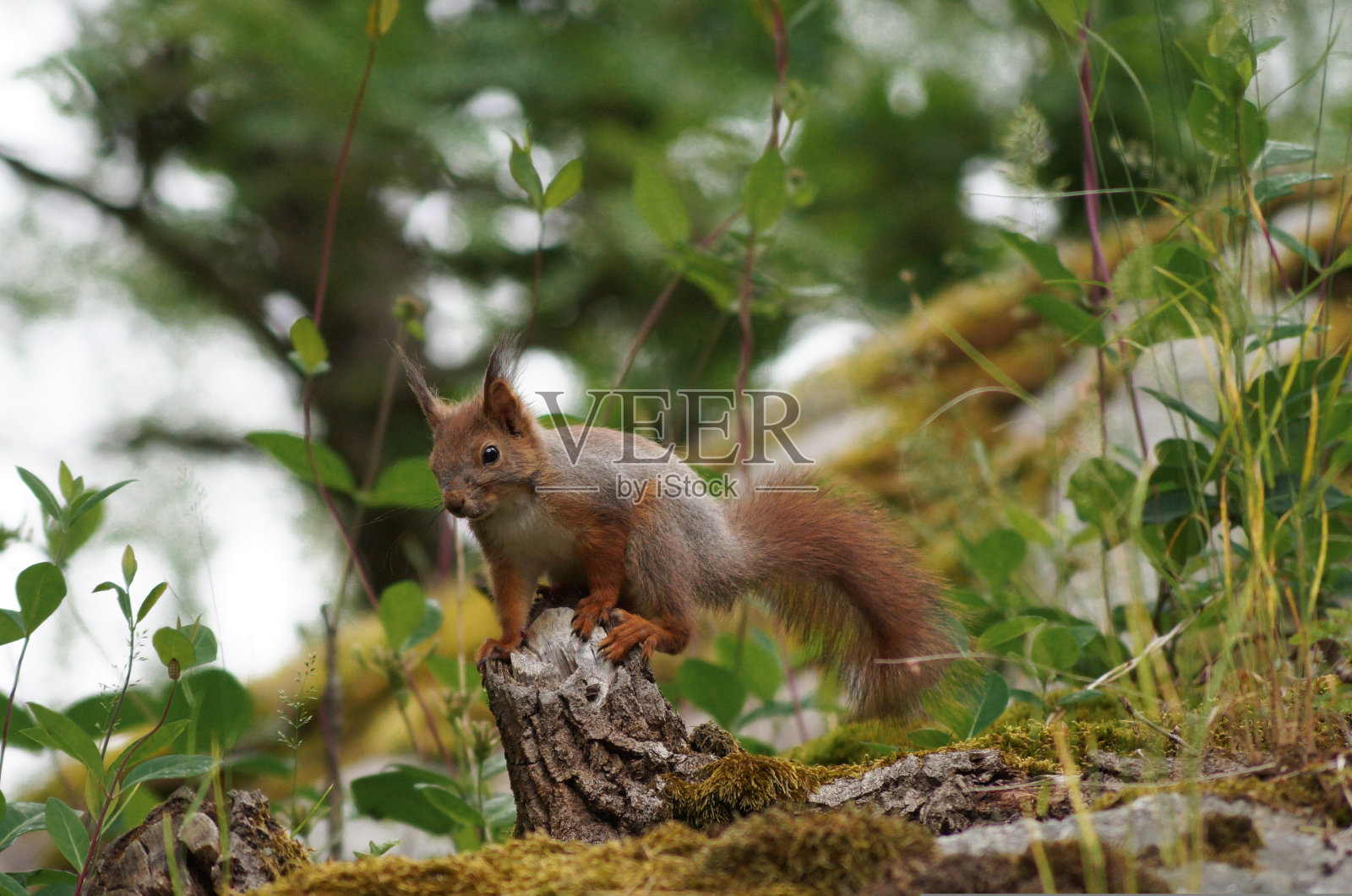 夏季树干上的松鼠特写照片摄影图片