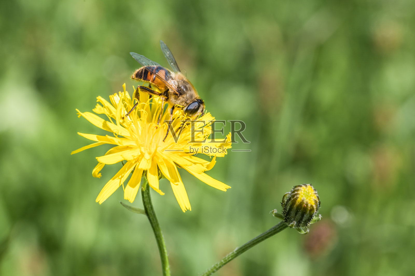 食蚜蝇坐在蒲公英的黄色花朵上收集花粉在夏天的草地上,德国照片摄影图片