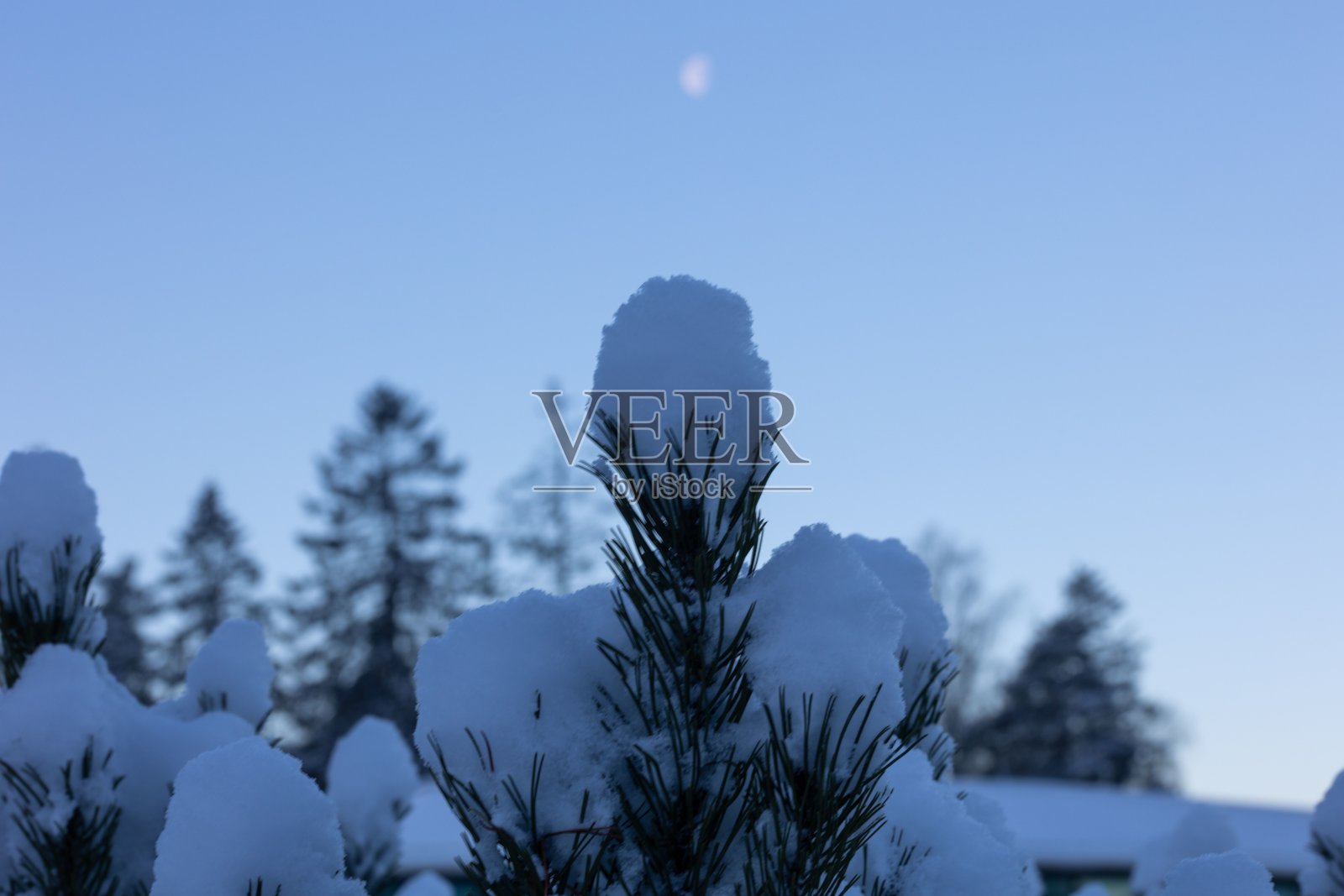 特写镜头的松树树枝覆盖在雪与天空的背景照片摄影图片