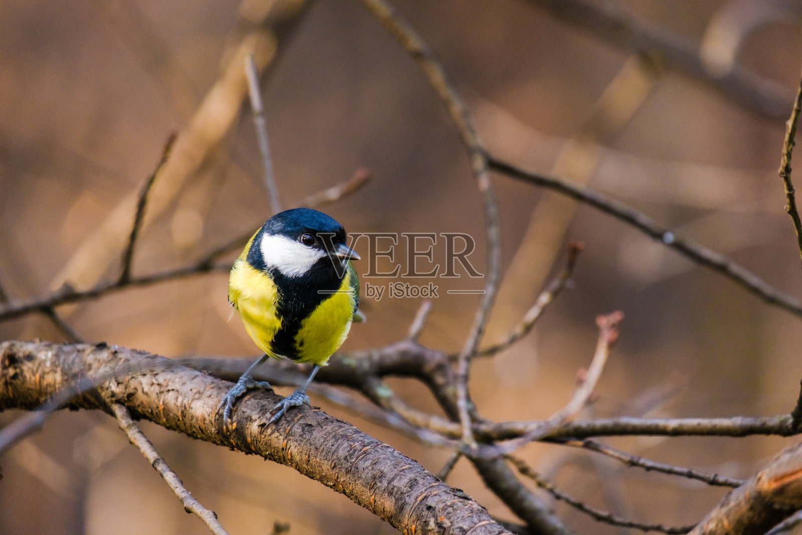 山雀,小型野生鸟类,在公园照片摄影图片