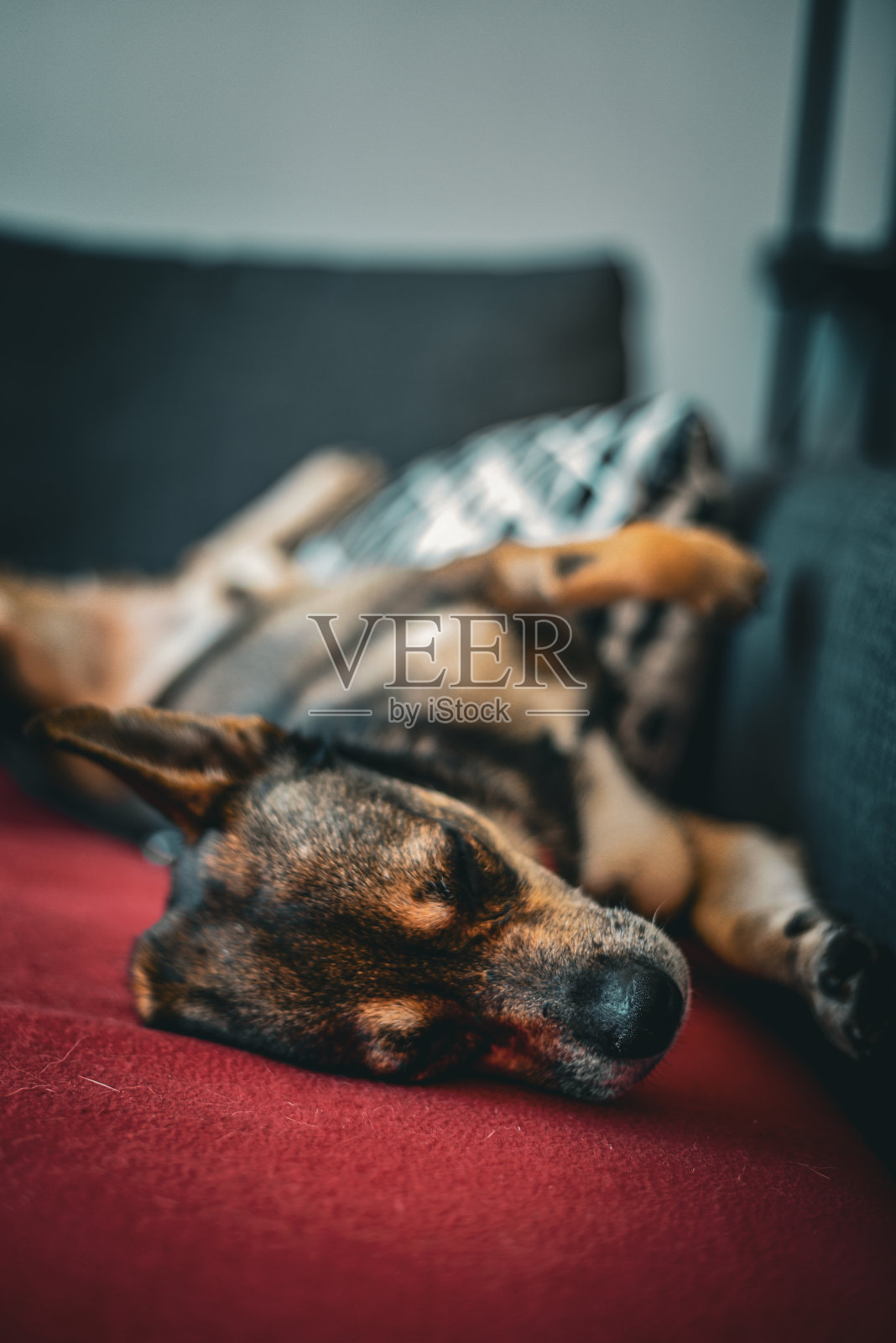 小狗放松照片摄影图片