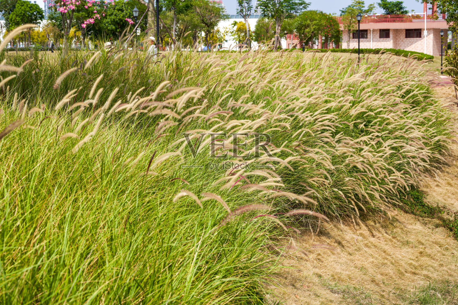 河岸上长满了茂盛的芦苇和狗尾草照片摄影图片