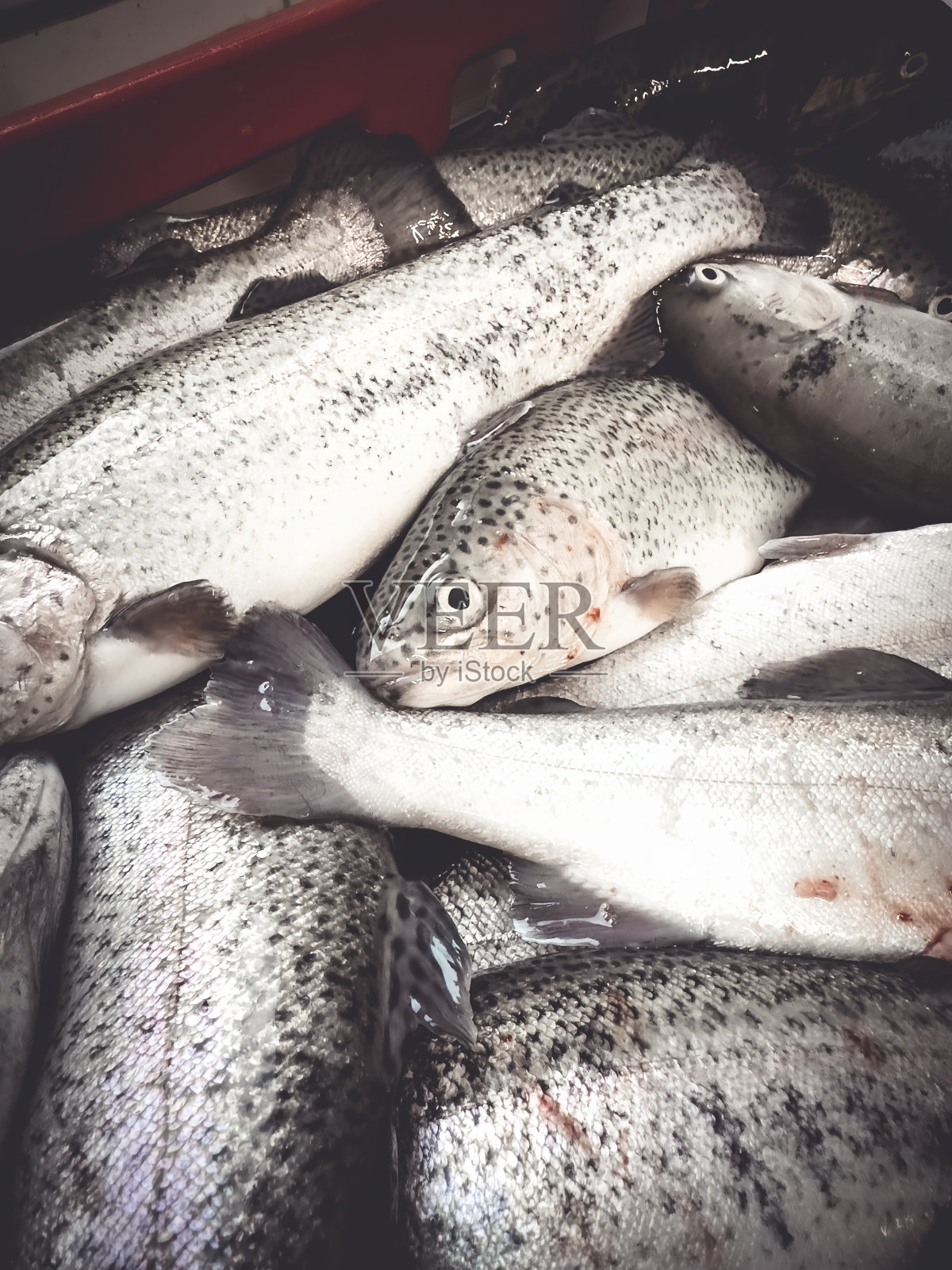 篮子里刚抓的死鳟鱼照片摄影图片