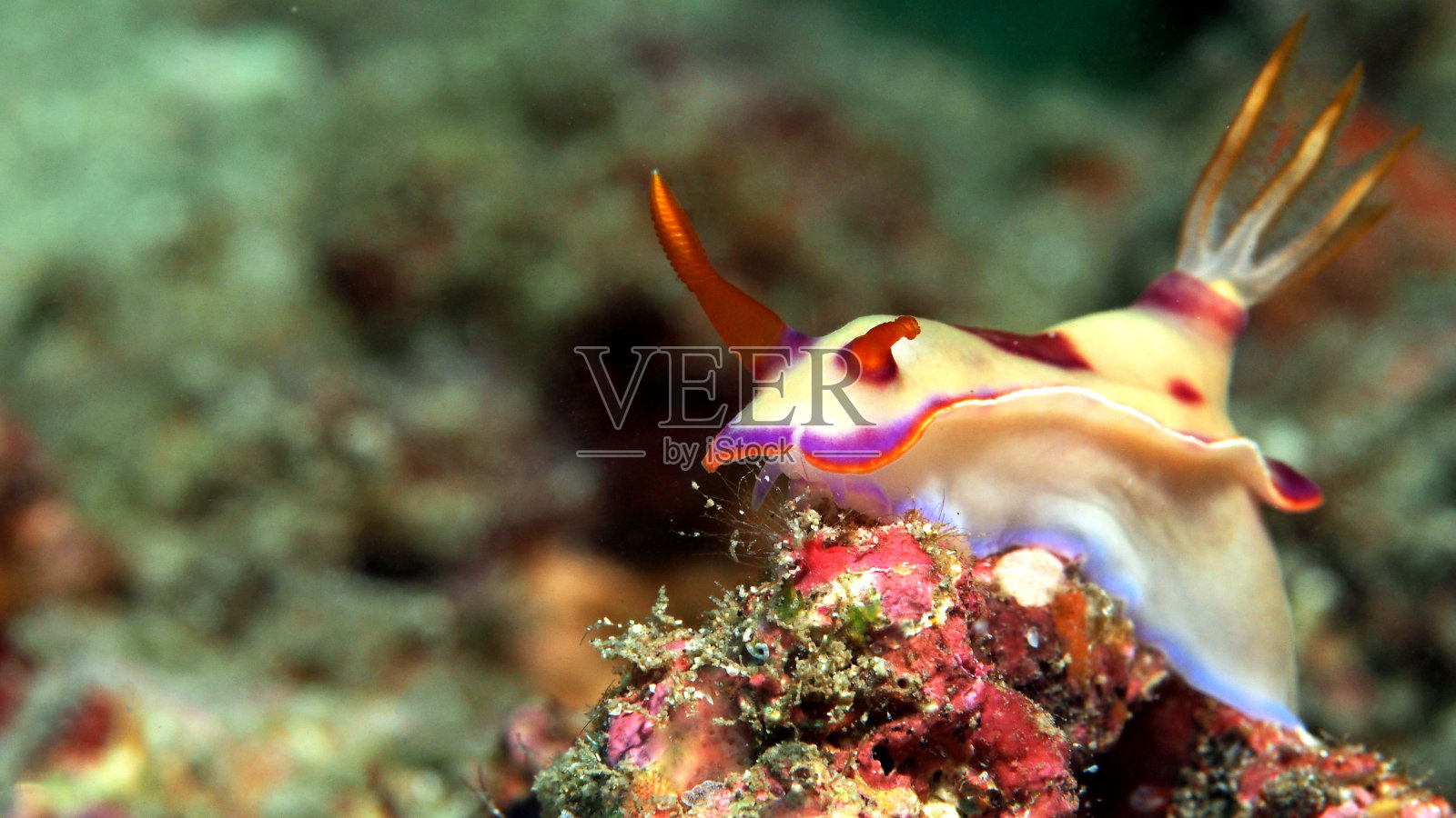 印度尼西亚珊瑚礁上五颜六色的裸鳃海蛞蝓照片摄影图片