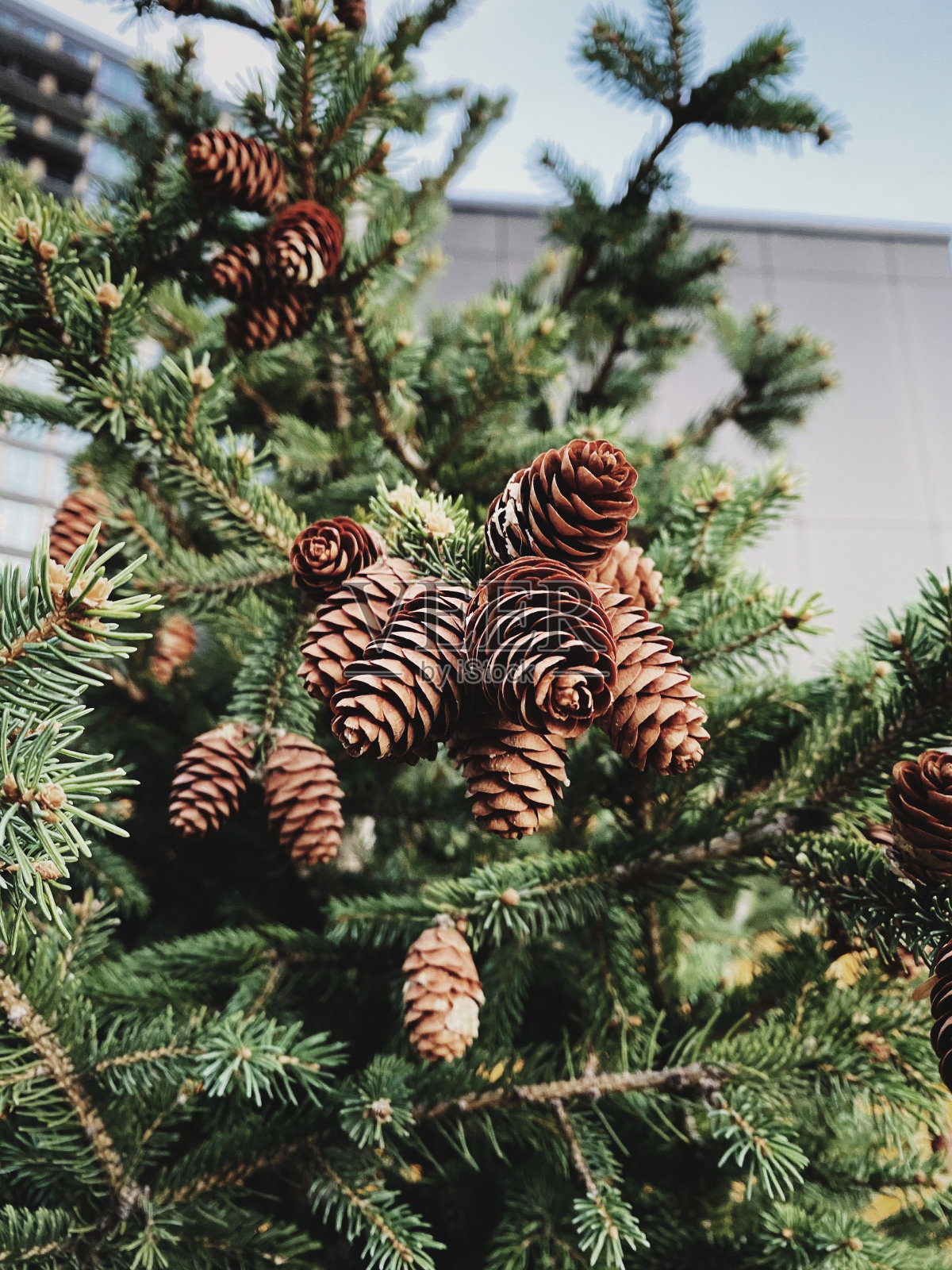 松树的节日照片摄影图片