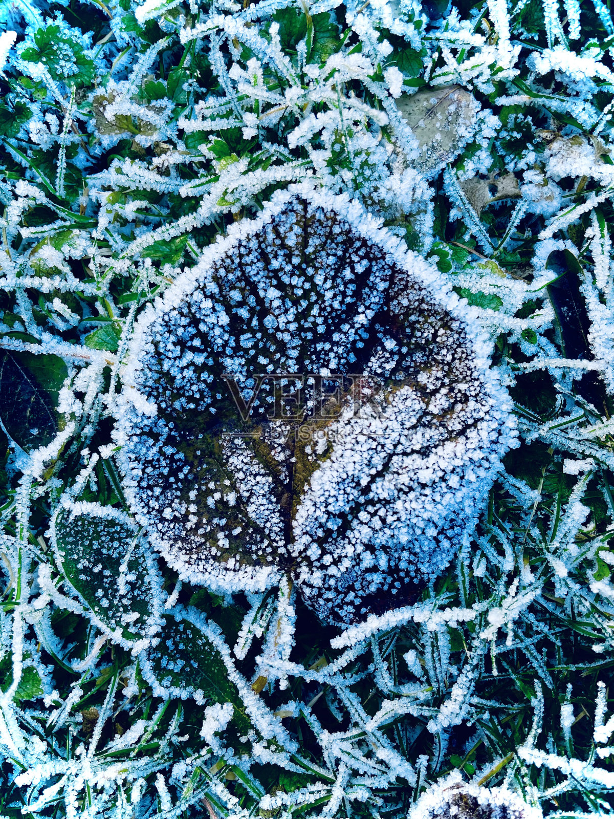 冰冻的叶子照片摄影图片