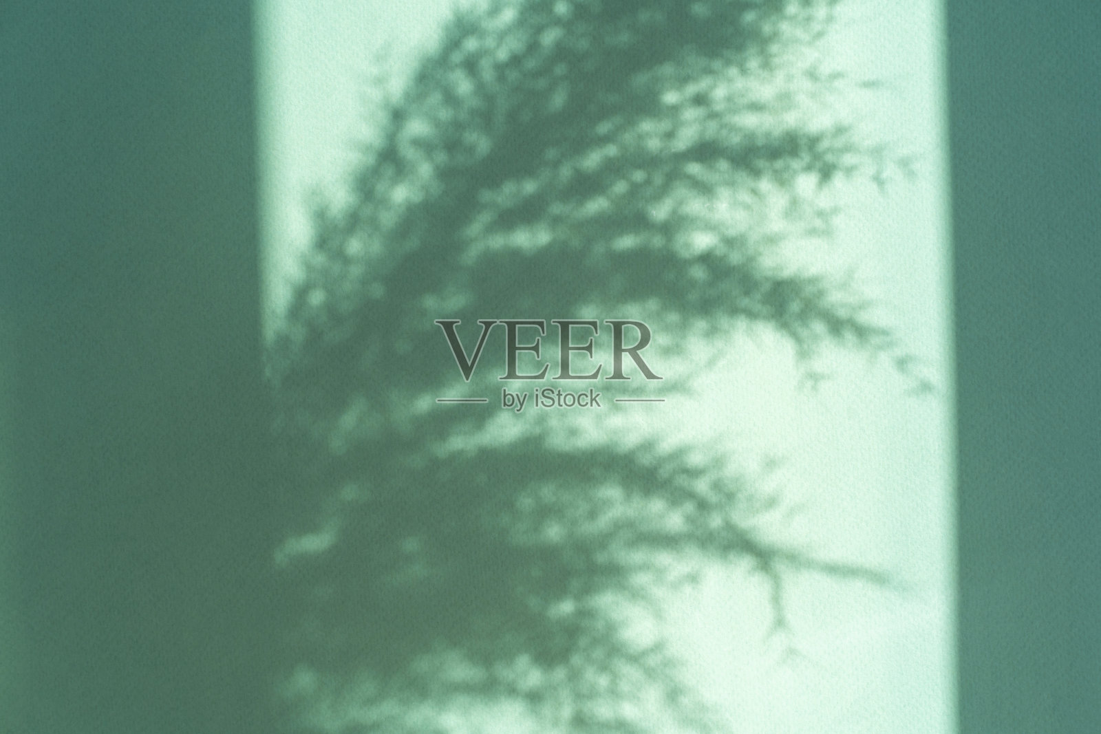 干潘帕斯草米色太阳和阴影在绿色背景特写。自然纹理背景。最小自然的概念。照片摄影图片