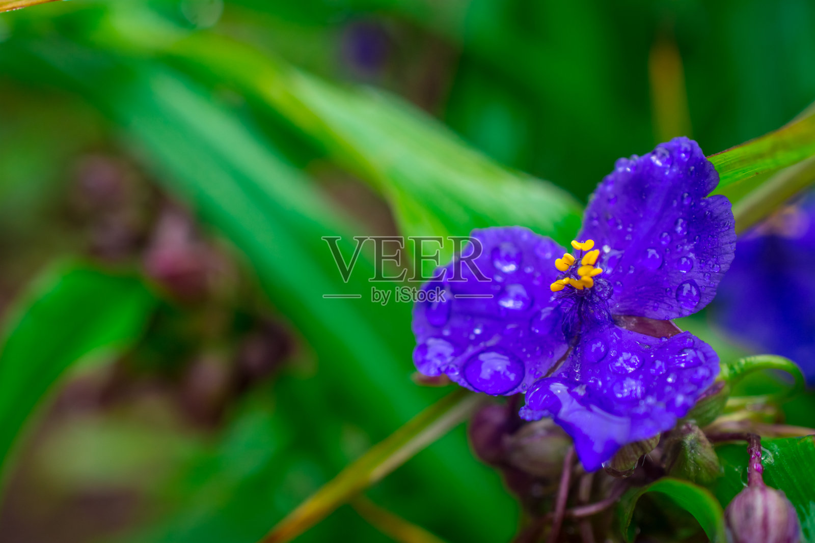 夏日花园里美丽的花朵照片摄影图片