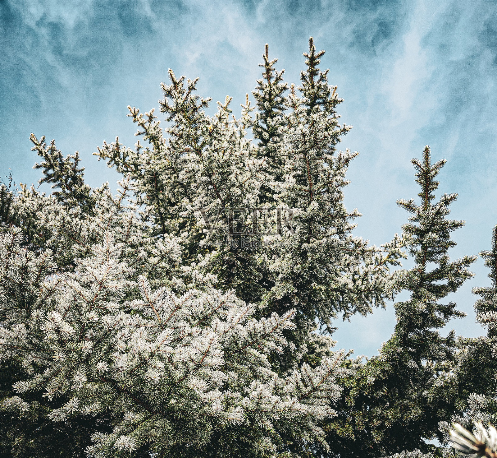 冬天和雪照片摄影图片