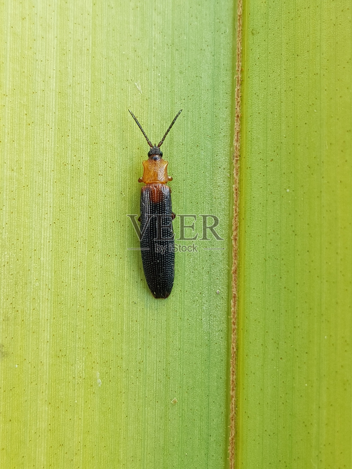 brontispa longissima的幼虫(被称为椰子叶甲虫,双色椰子叶甲虫,或椰子hispine甲虫)是一种以嫩叶为食的叶甲虫。照片摄影图片