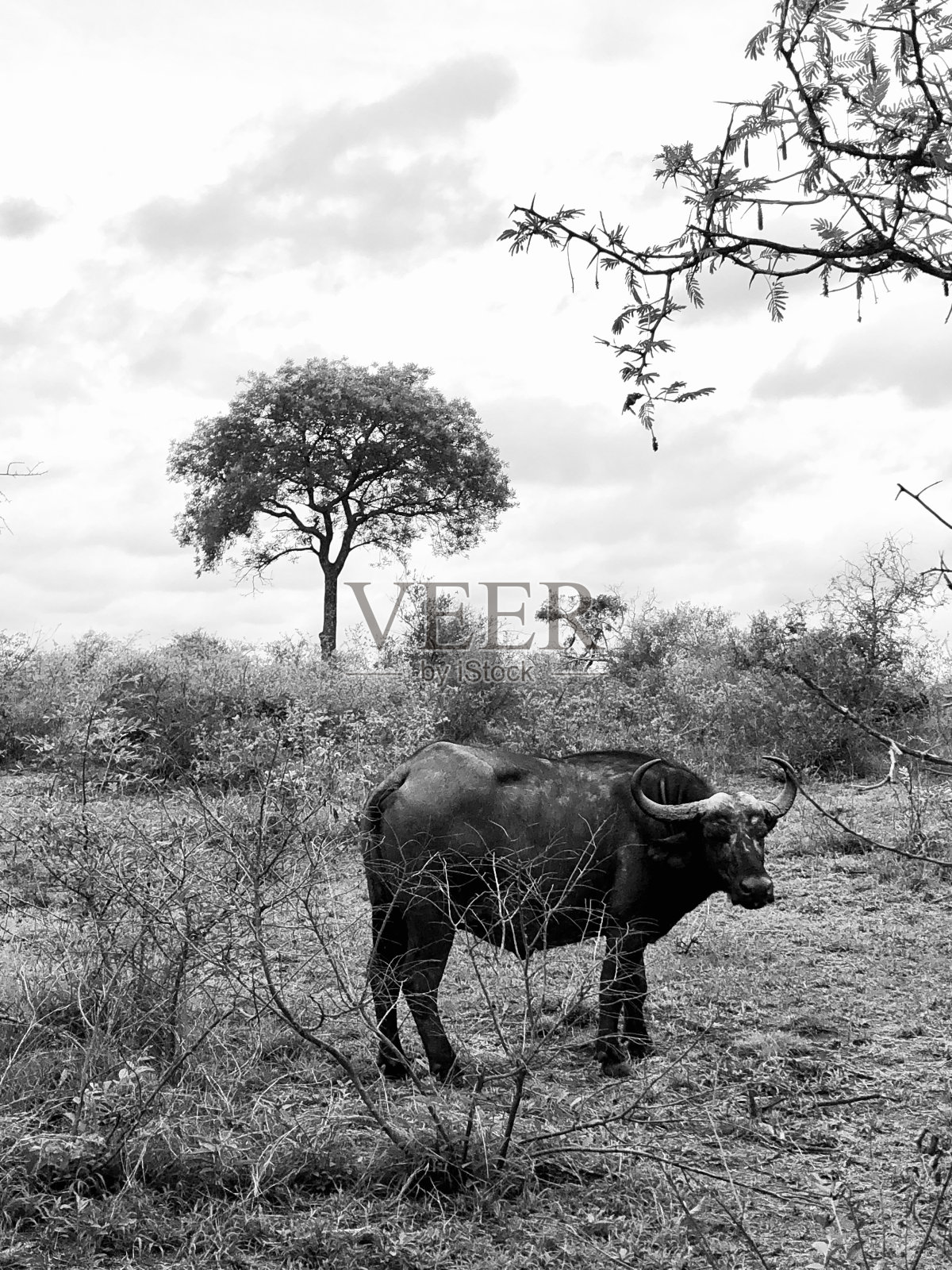 Cape水牛照片摄影图片
