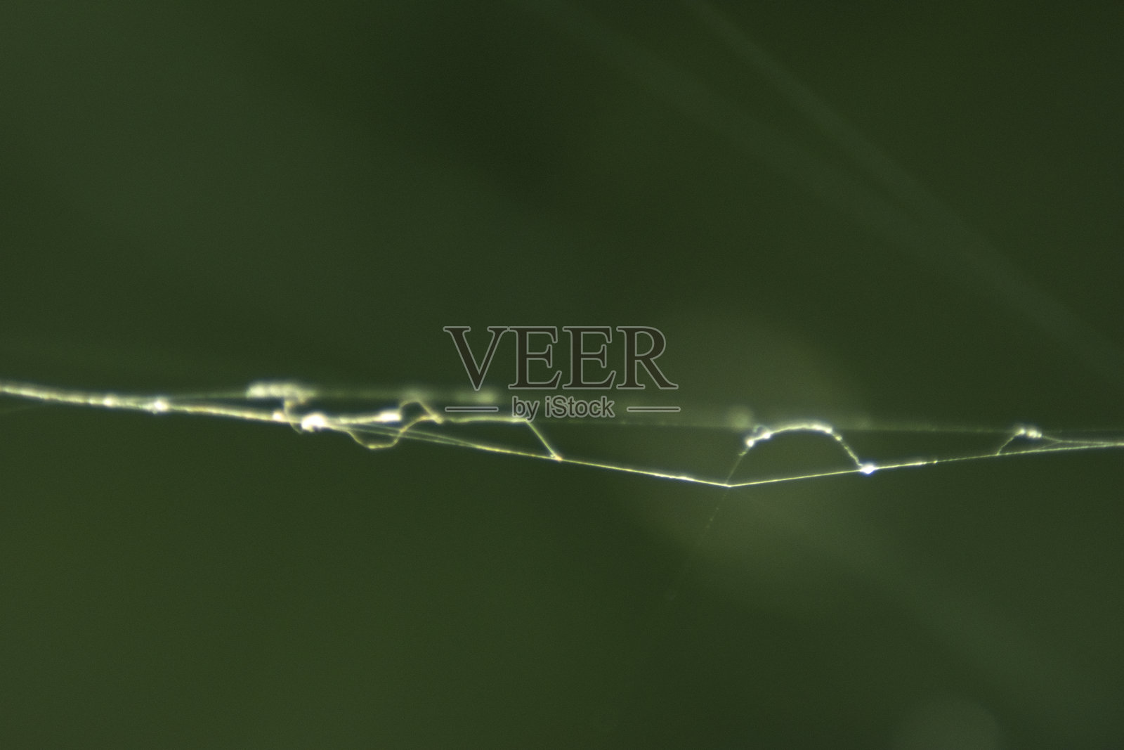 野生动植物照片摄影图片