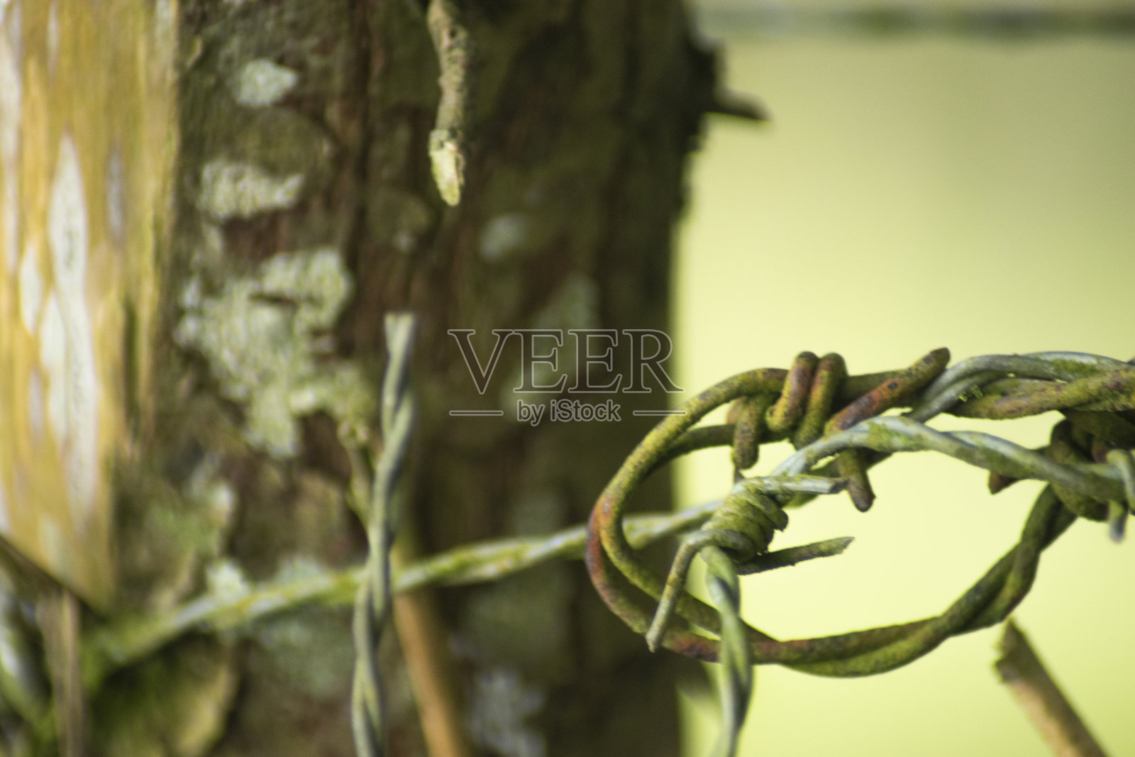 野生动植物照片摄影图片