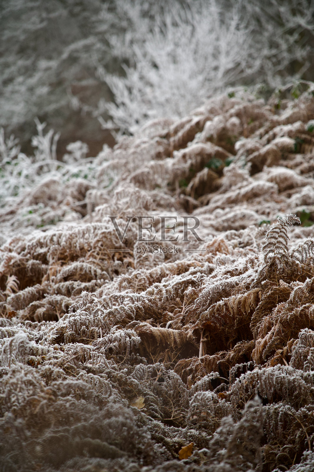 冬季蕨类植物:棕色脆的蕨类植物,霜或雪照片摄影图片