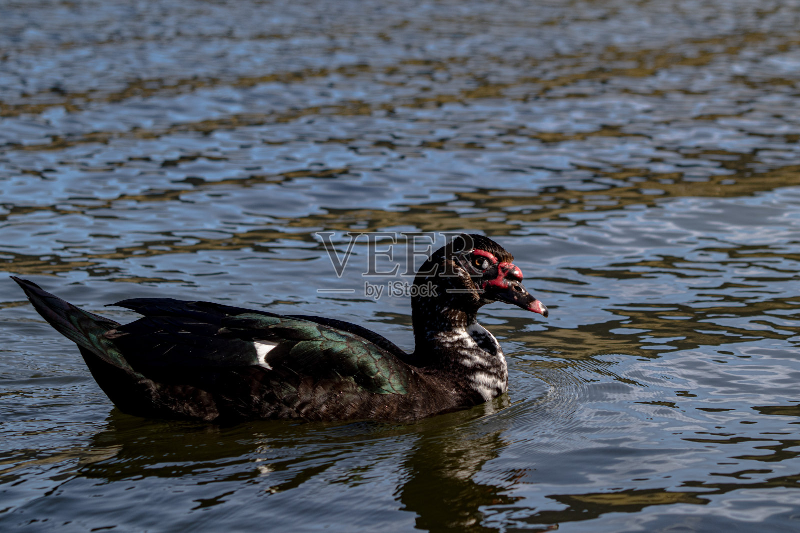 新西兰班克斯半岛的番鸭照片摄影图片