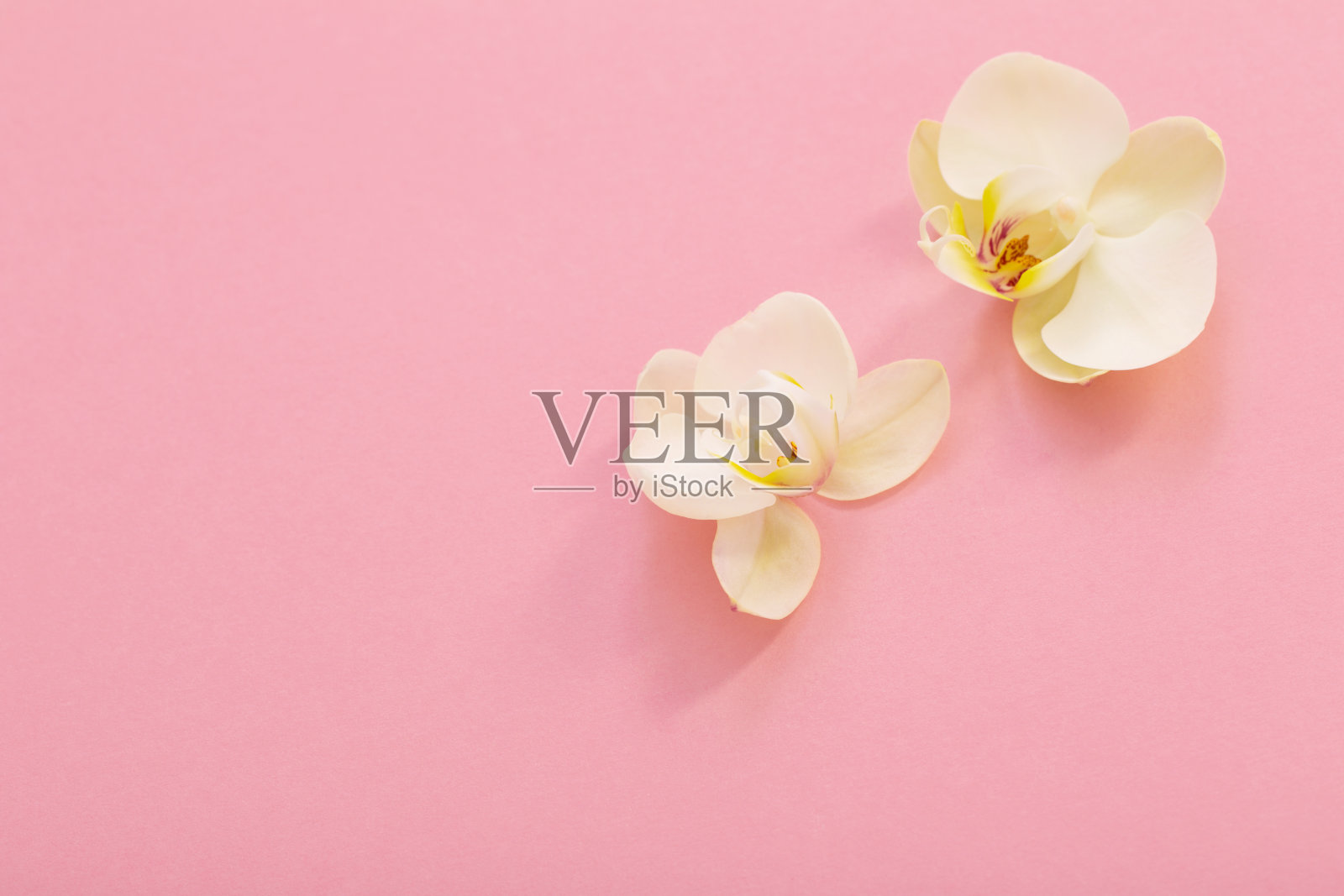 粉红色背景上的白色兰花照片摄影图片