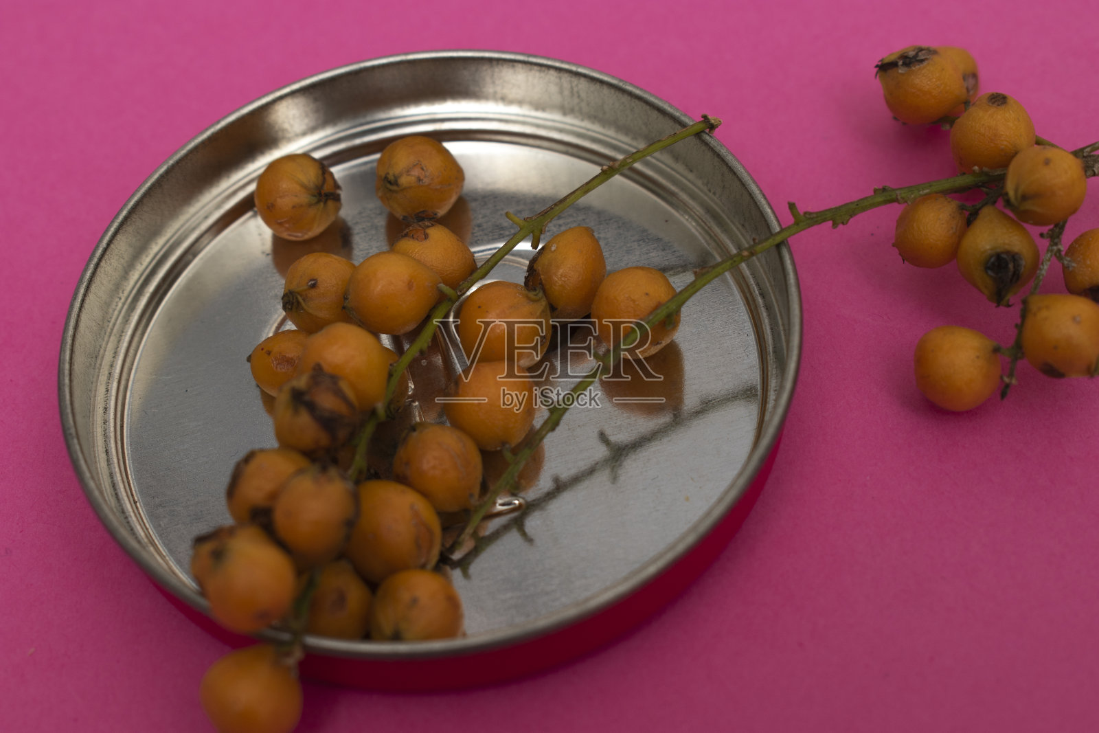 鸟类种子照片摄影图片