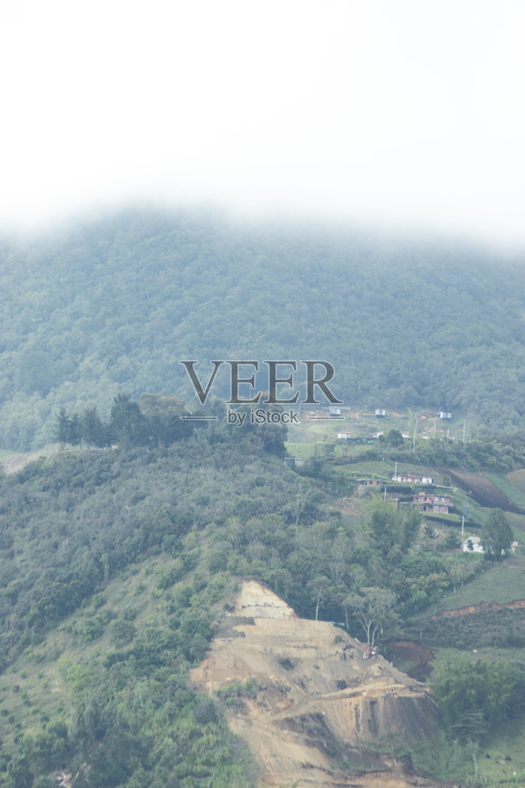 西尔维斯特动植物区系照片摄影图片