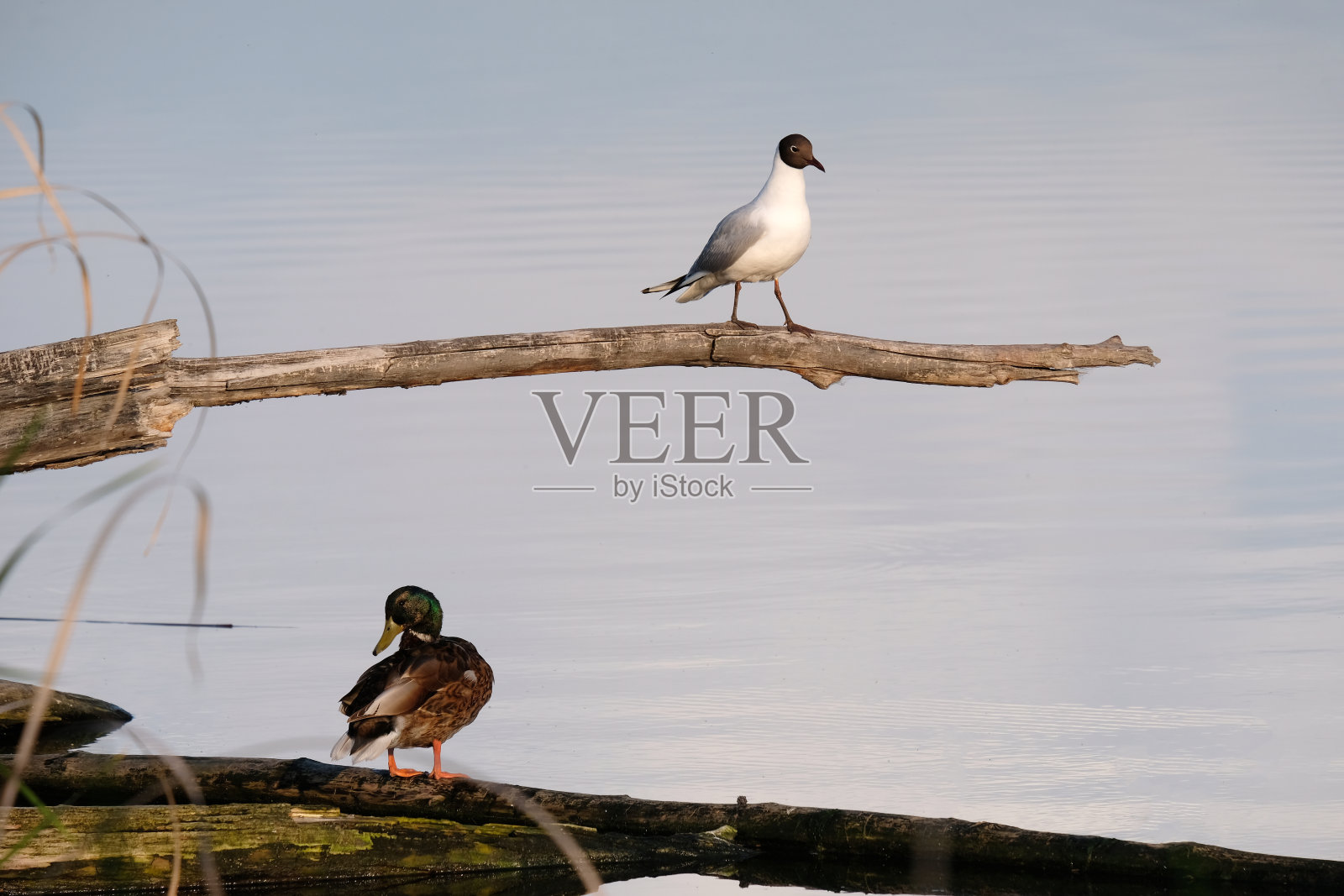 一只海鸥坐在顶部的树枝上,一只鸭子坐在底部的树枝上照片摄影图片