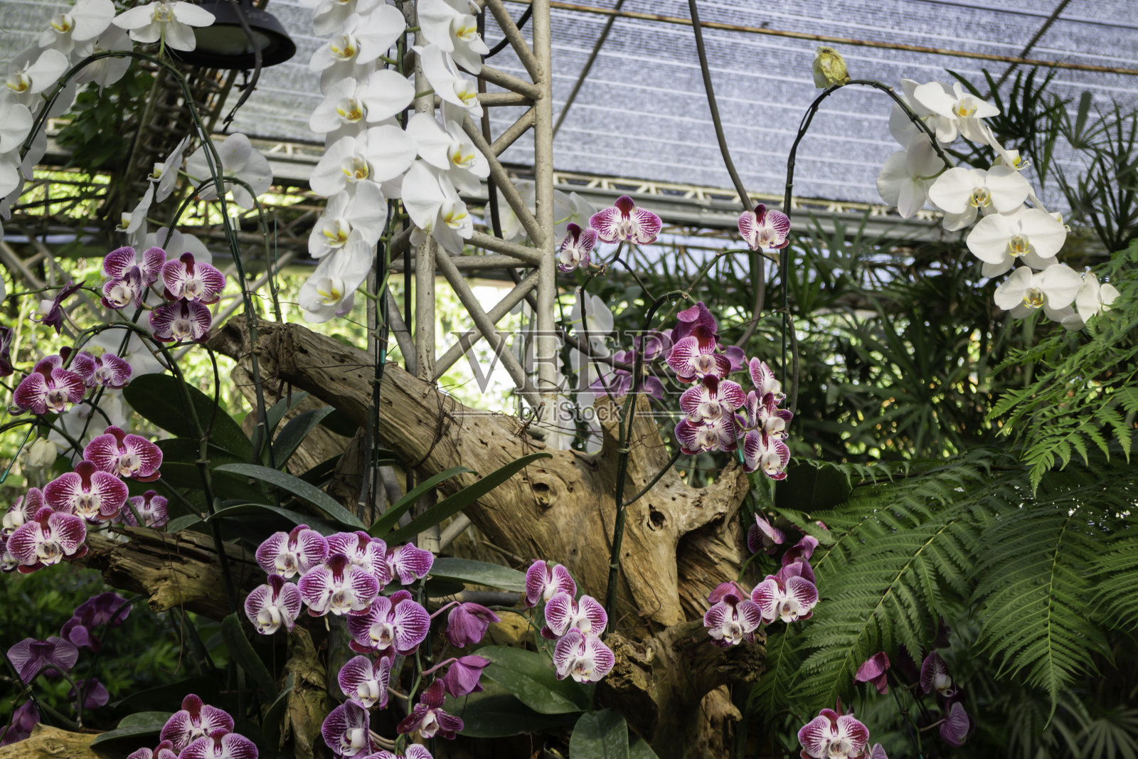 植物园绿枝盆栽照片摄影图片