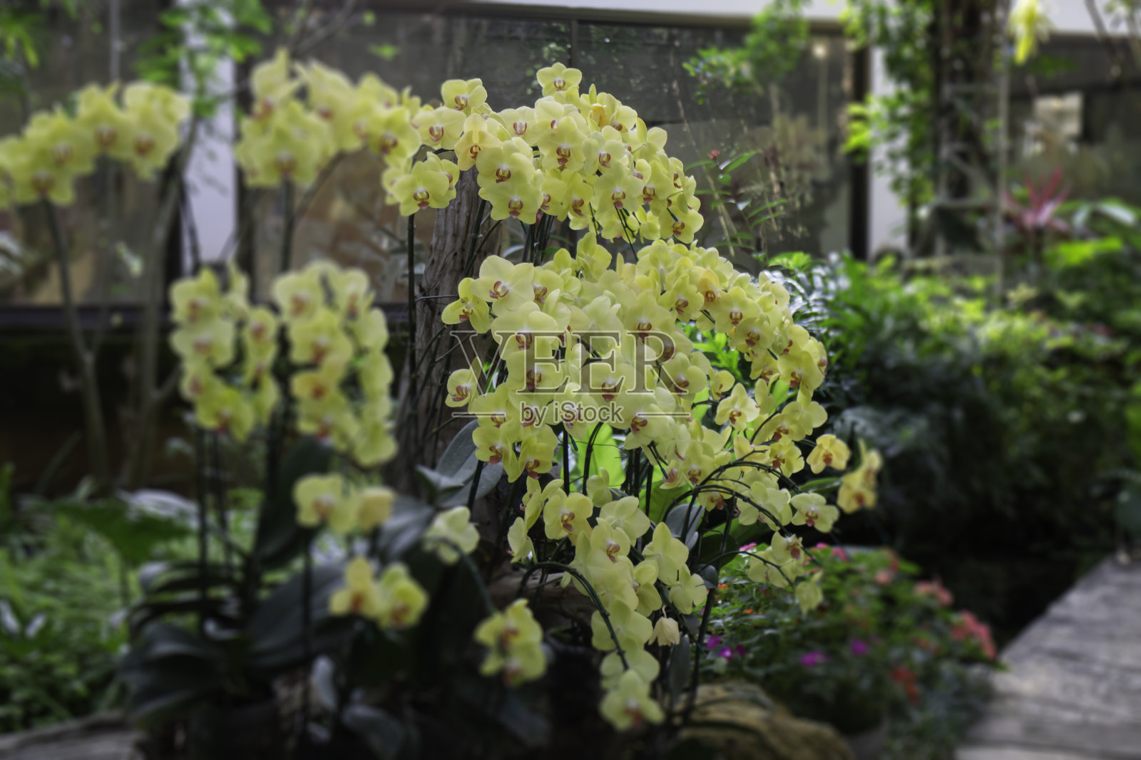 植物园绿枝盆栽照片摄影图片