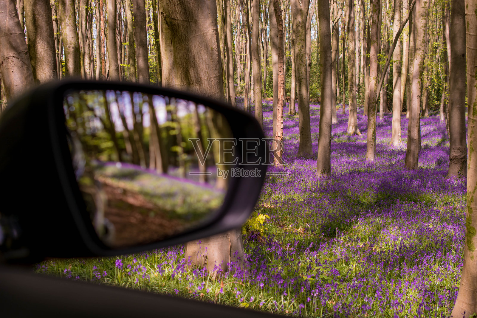 在森林草地上的晨露中野生蓝铃花的拍摄照片摄影图片