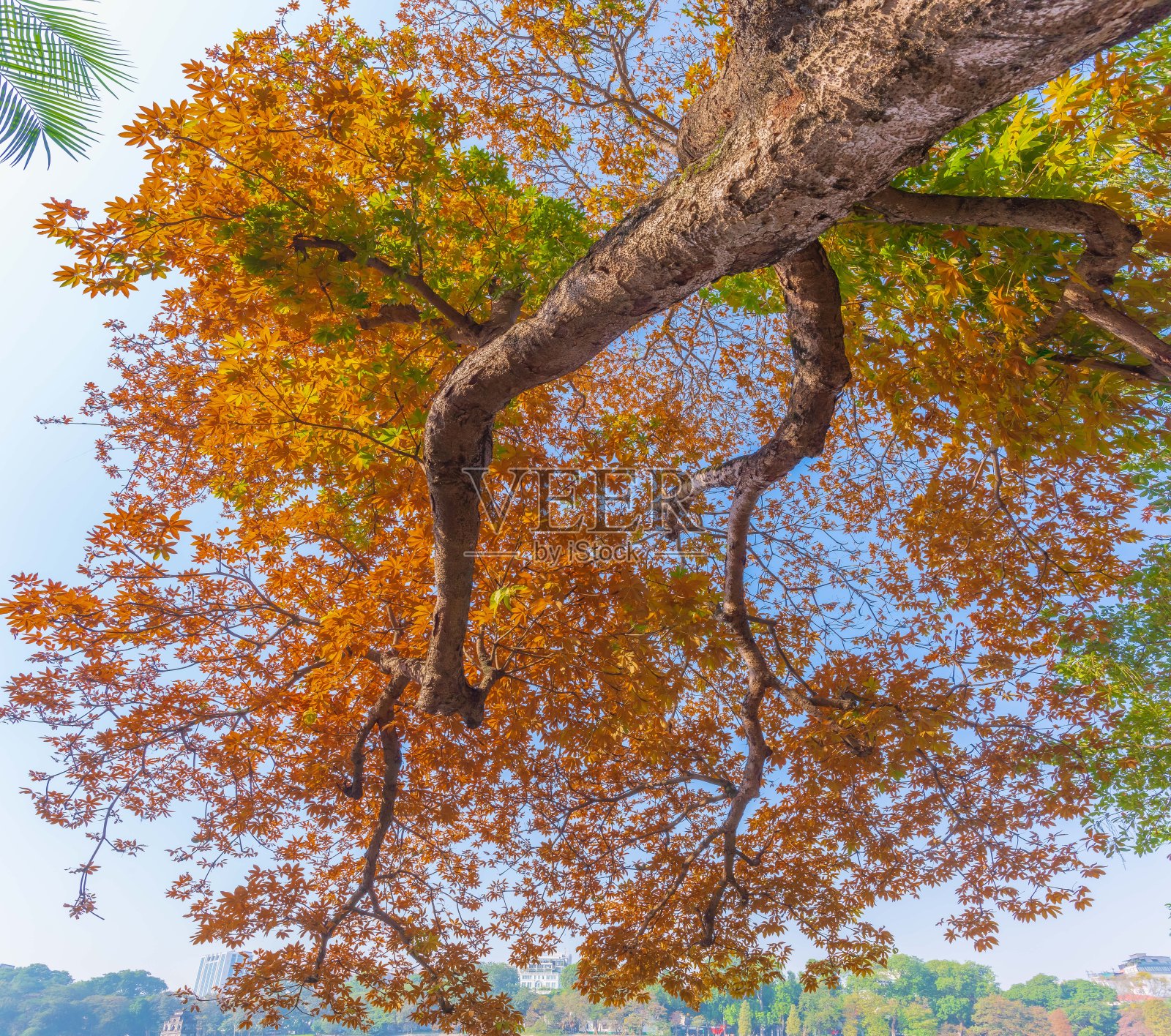 在剑湖的鼻子树在换叶季节照片摄影图片