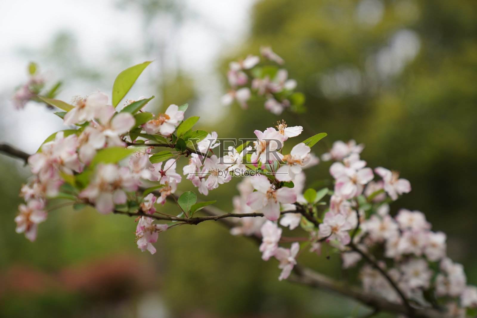 樱花的美丽景色。照片摄影图片